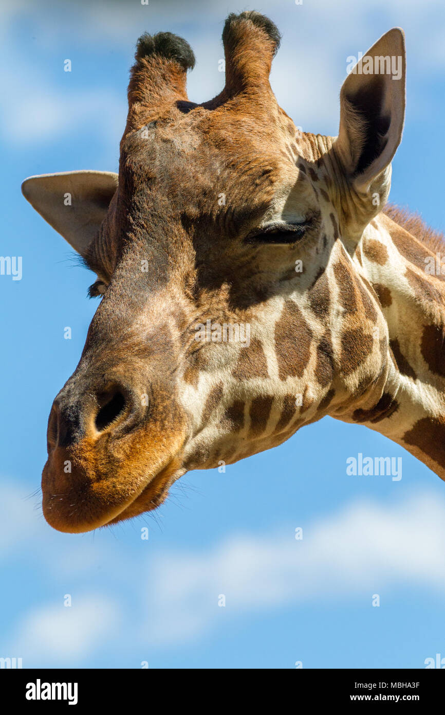 Un colpo alla testa di una giraffa con un sorriso impertinente il 3 aprile 2018 in Sud Australia Foto Stock