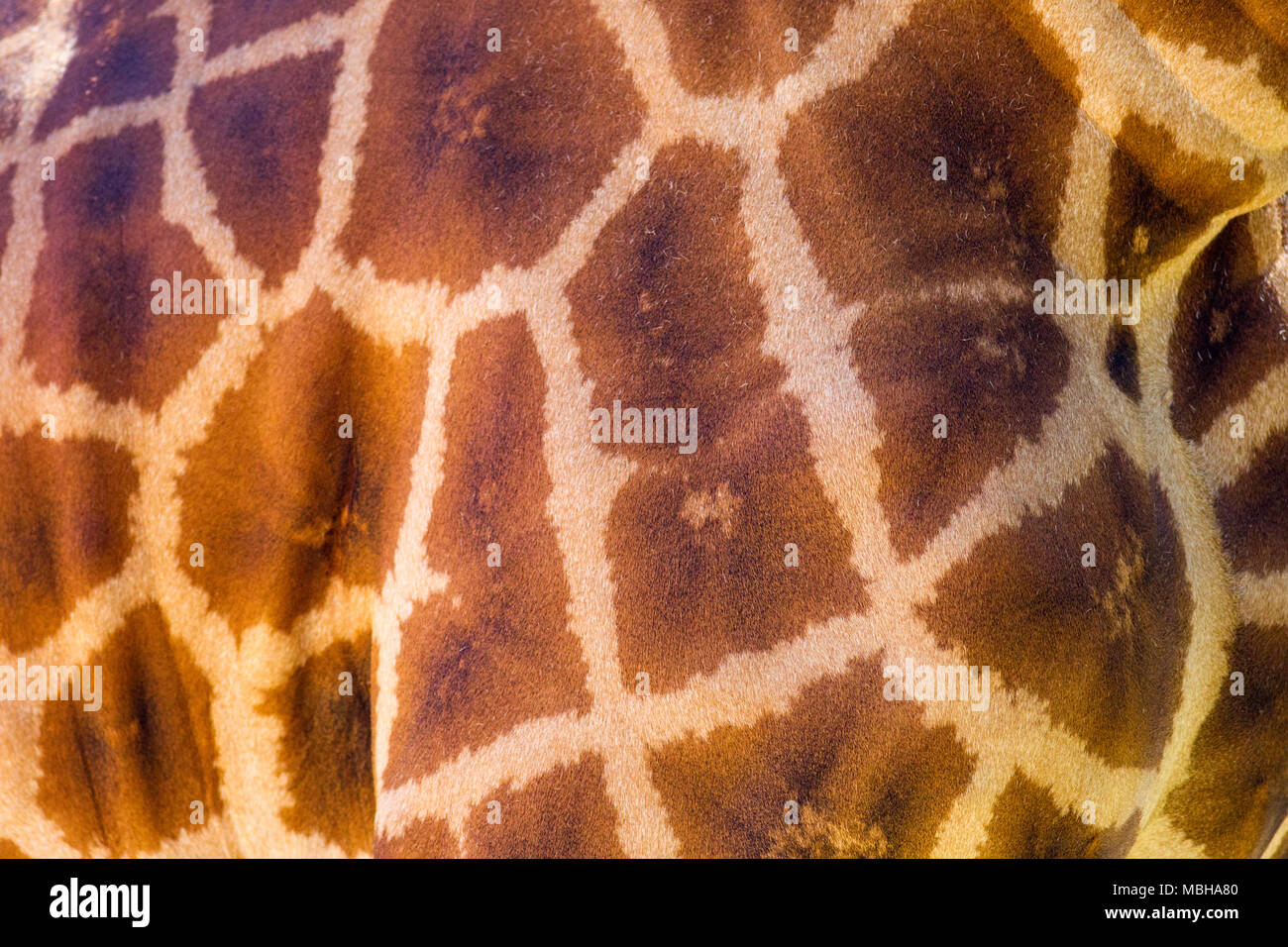 Un primo piano di una giraffa modellato sulla pelle 3 Aprile 2018 Foto Stock
