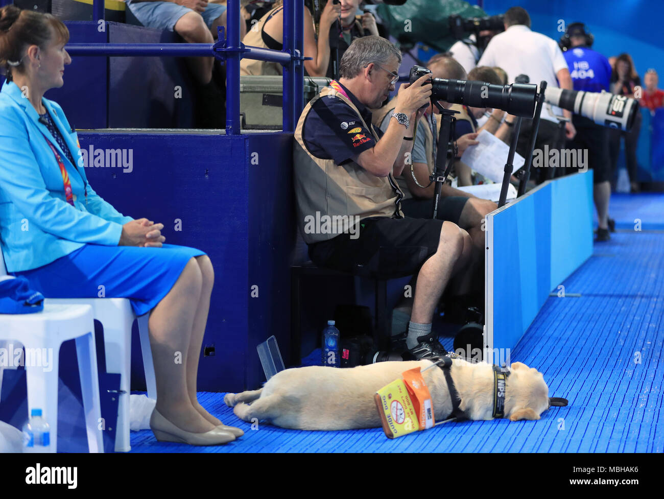 Un cane guida denominata 'Leo' con foto accreditamento presso il Gold Coast centro acquatico durante il giorno cinque del 2018 Giochi del Commonwealth in Gold Coast, Australia. Stampa foto di associazione. Picture Data: lunedì 9 aprile 2018. Vedere PA storia COMMONWEALTH nuoto. Foto di credito dovrebbe leggere: Mike Egerton/filo PA. Restrizioni: solo uso editoriale. Uso non commerciale. Nessun video emulazione. Foto Stock