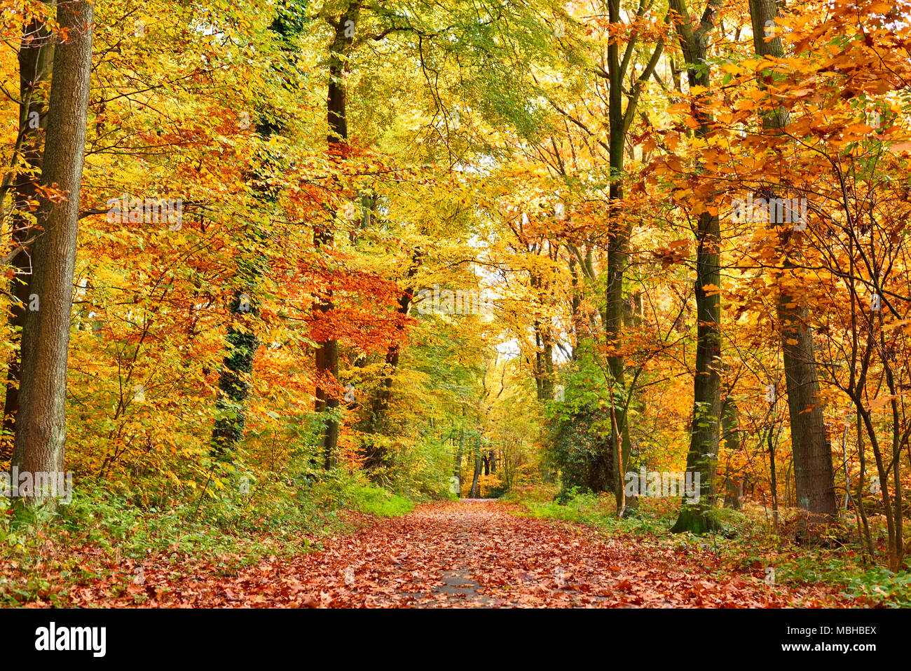 Autunno sfondo foresta con un sentiero e golden sun. Autunno in scena con fogliame di autunno e alberi colorati. Foto Stock