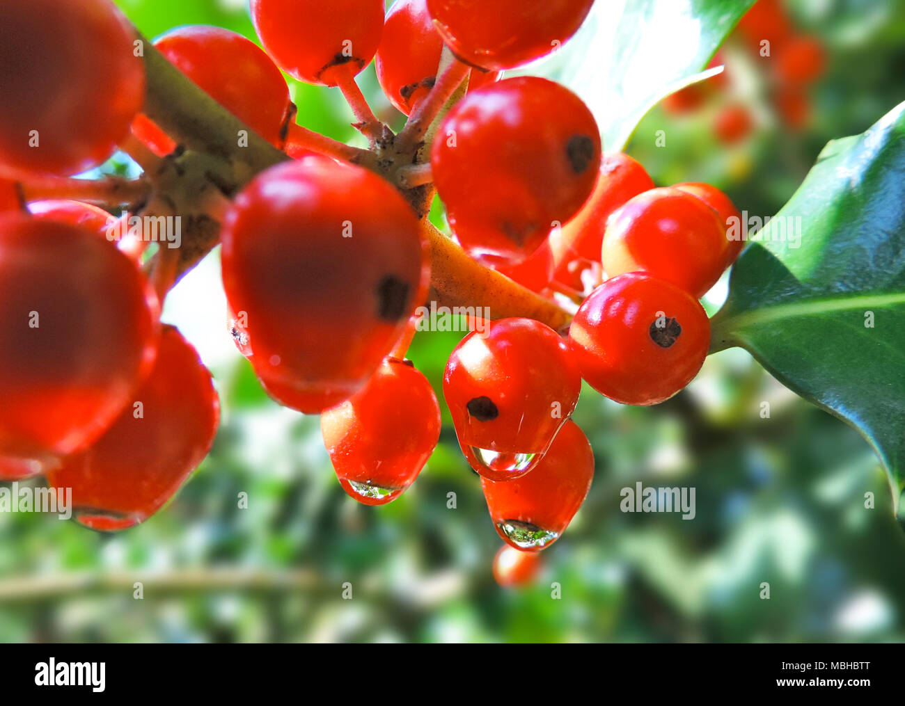 Natale holly, elemento di design. Decorazione di Natale, Natale impianto. Foto Stock