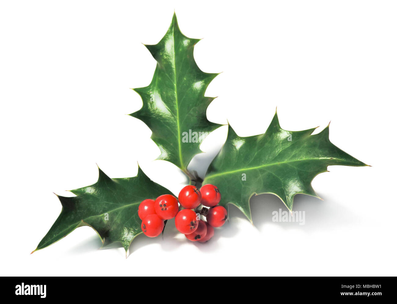 Natale holly, elemento di design. Decorazione di Natale, Natale impianto. Foto Stock