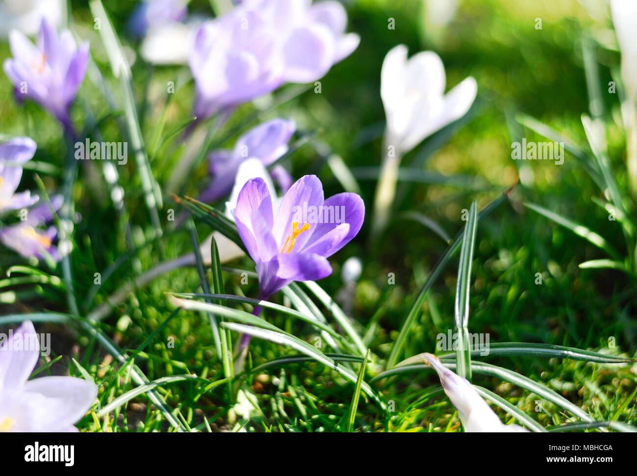 Viola di crochi, fiori di primavera wit messa a fuoco selettiva. Molla idilliaco prato e blue crocus fiori. Foto Stock