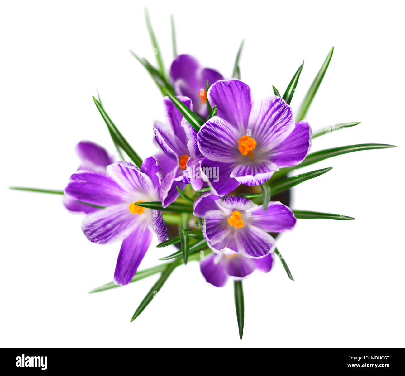 Viola di crochi, fiori di primavera wit messa a fuoco selettiva. Isolate il croco blu fiori. Isolato su sfondo bianco. Foto Stock