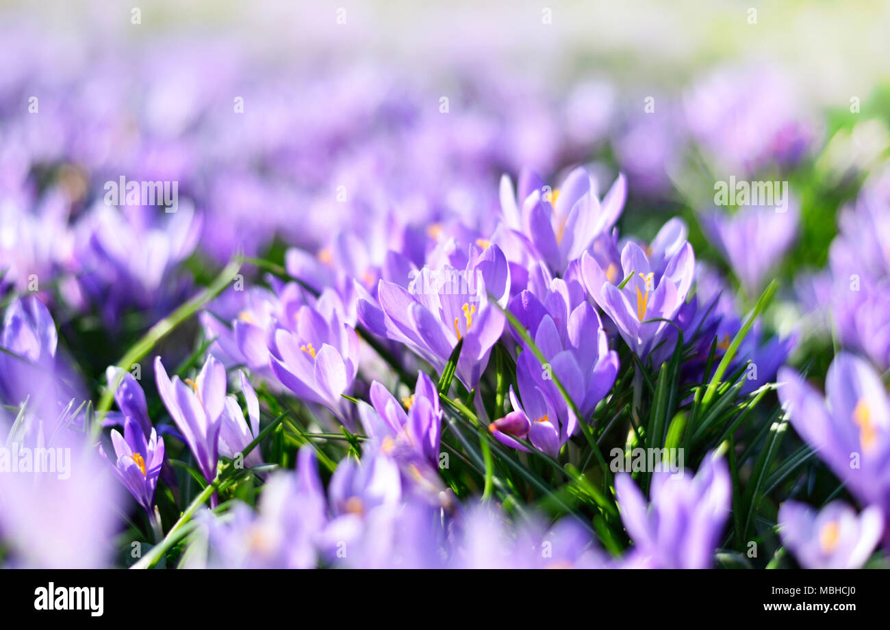 Viola di crochi, fiori di primavera wit messa a fuoco selettiva. Molla idilliaco prato e blue crocus fiori. Foto Stock