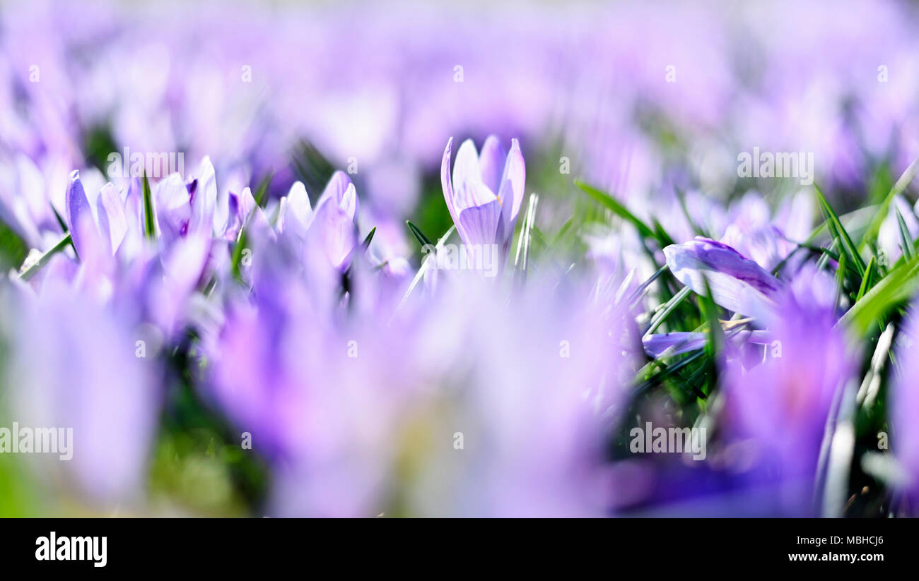 Viola di crochi, fiori di primavera wit messa a fuoco selettiva. Molla idilliaco prato e blue crocus fiori. Foto Stock