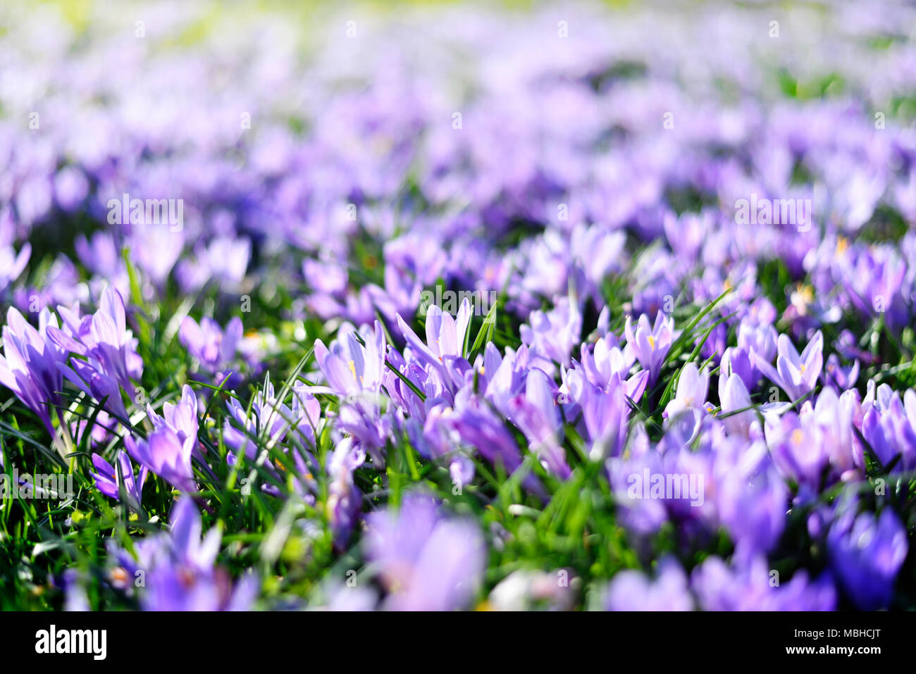 Viola di crochi, fiori di primavera wit messa a fuoco selettiva. Molla idilliaco prato e blue crocus fiori. Foto Stock
