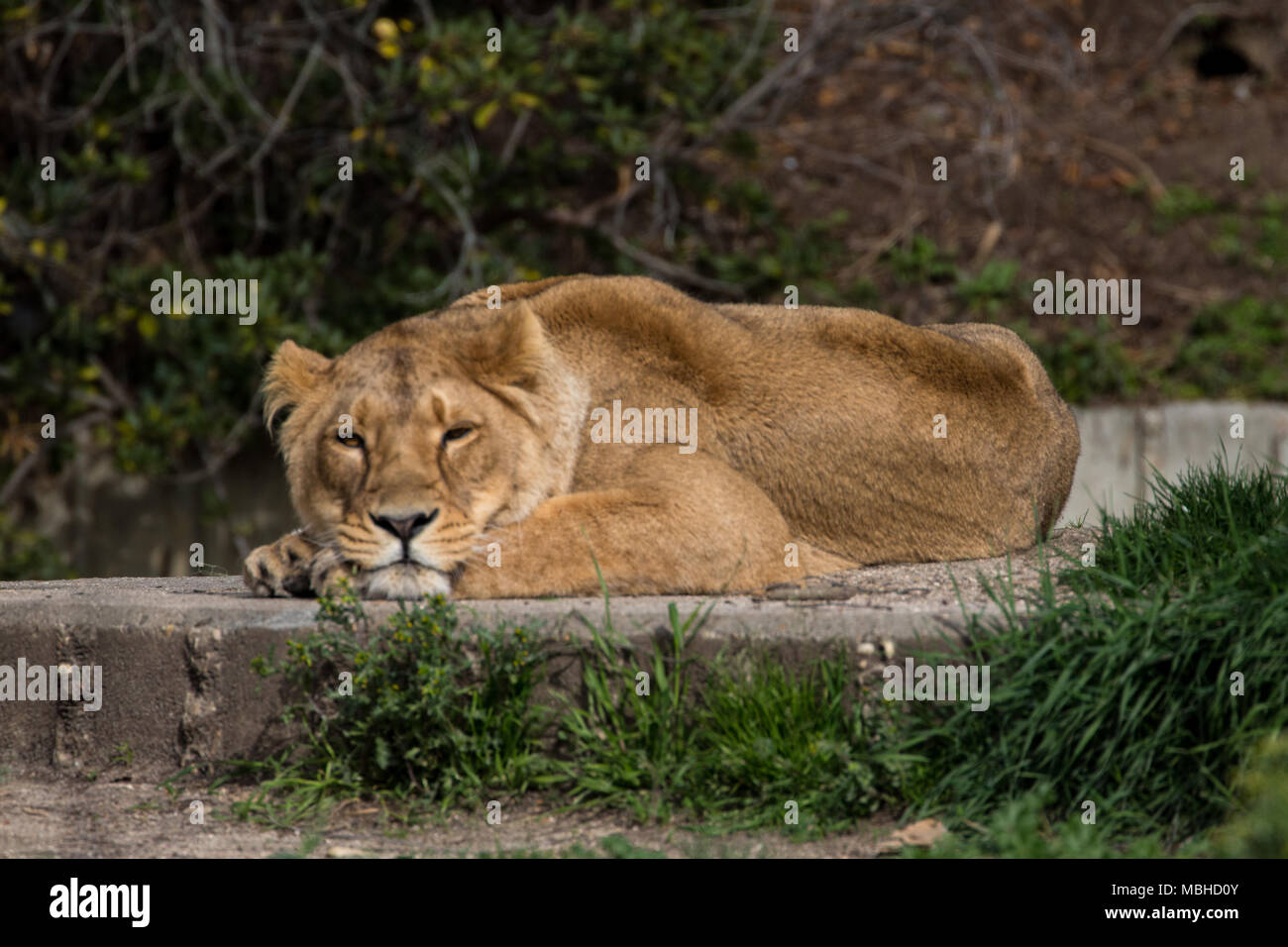 I Lions in cattività di sole nel zoo di Madrid, Spagna Foto Stock