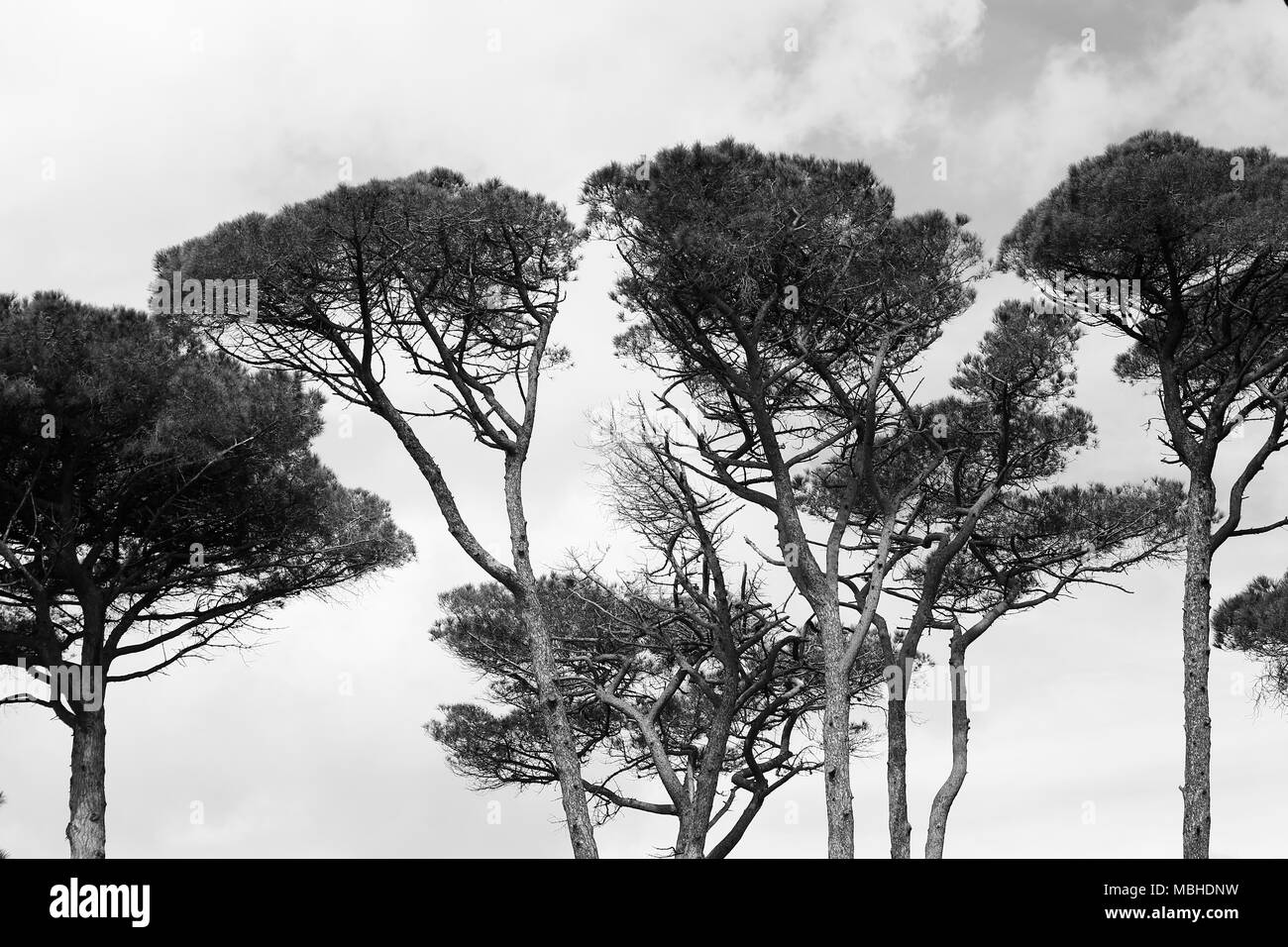 Fotografia in bianco e nero presa alle alte fronde degli alberi di pino sulla verde isola di Porquerolles Foto Stock