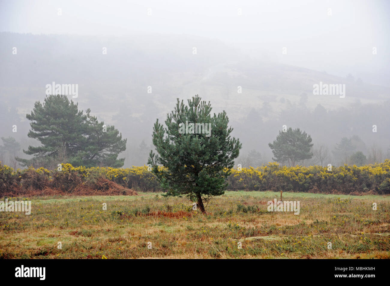 Ashdown Forest, Sussex, Regno Unito 11 aprile 2018 UK Meteo. Condizioni di nebbia attraverso i punti più alti della foresta. ©Tony Rogers / Alamy Live News Foto Stock