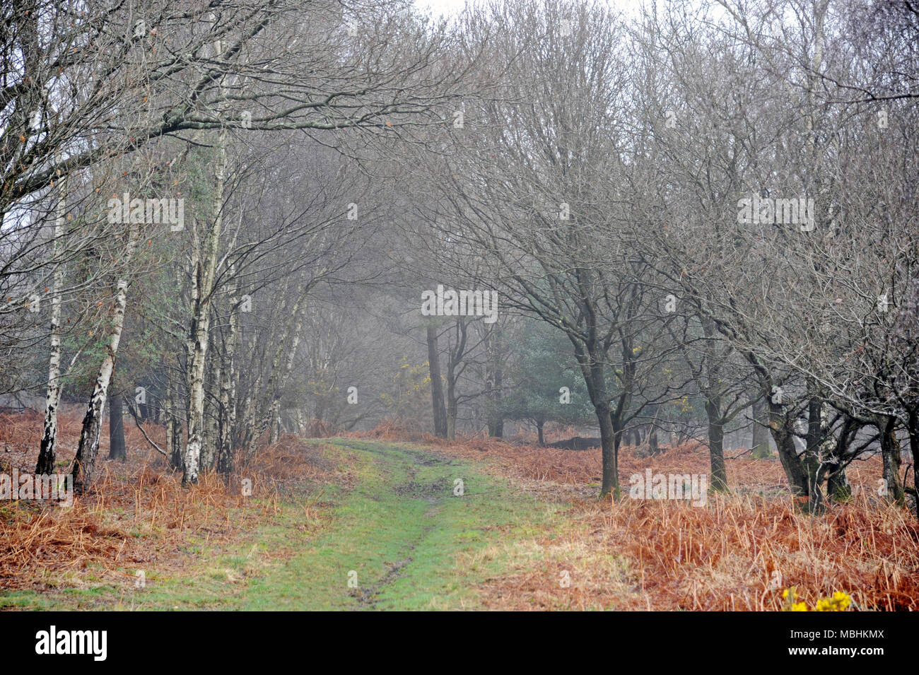 Ashdown Forest, Sussex, Regno Unito 11 aprile 2018 UK Meteo. Condizioni di nebbia attraverso i punti più alti della foresta. ©Tony Rogers / Alamy Live News Foto Stock