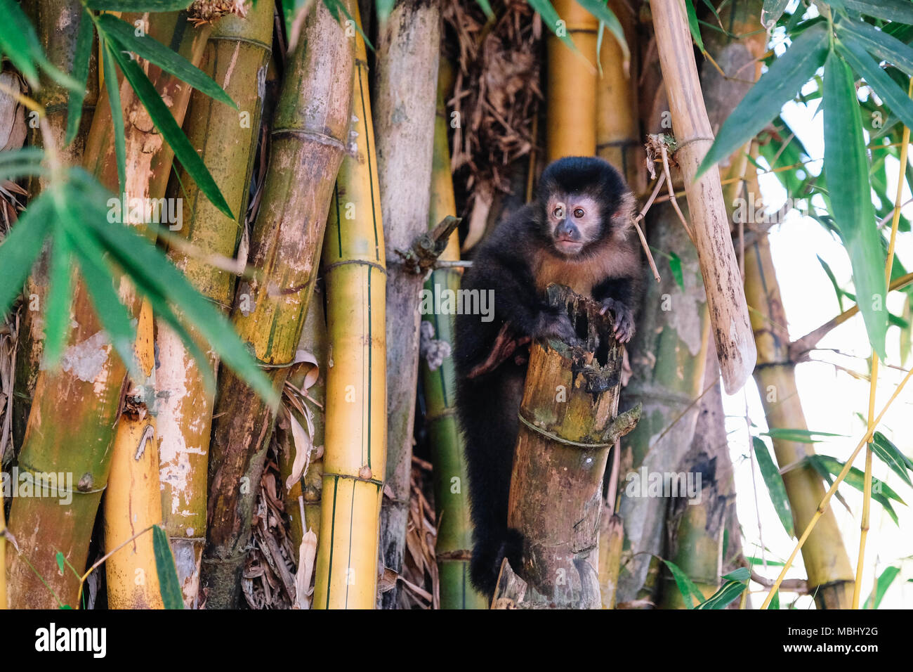 Un giovane marrone scimmia cappuccino seduto su un ramo di bambù nella giungla di Argentina. Foto Stock