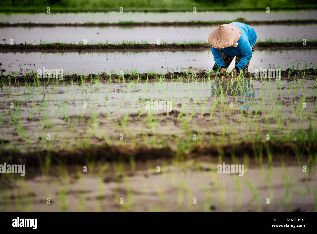 Bali, Indonesia - 9 Luglio 2017: indonesiano agricoltore donna in un blu impermeabile, lavorando in una terrazza di riso con un Balinese hat. Bali Indonesia. Foto Stock
