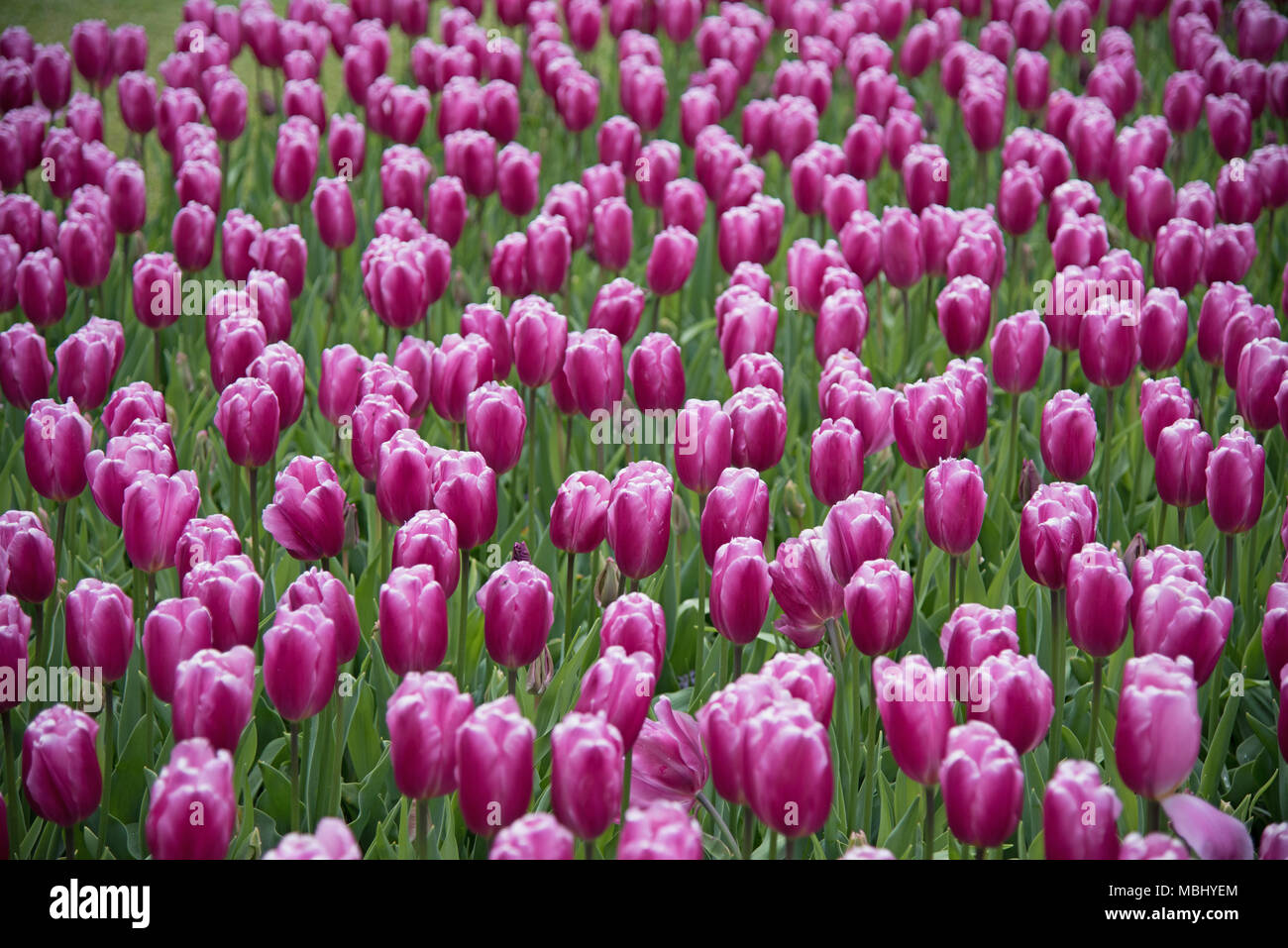 Magenta tulipani in un campo Foto Stock