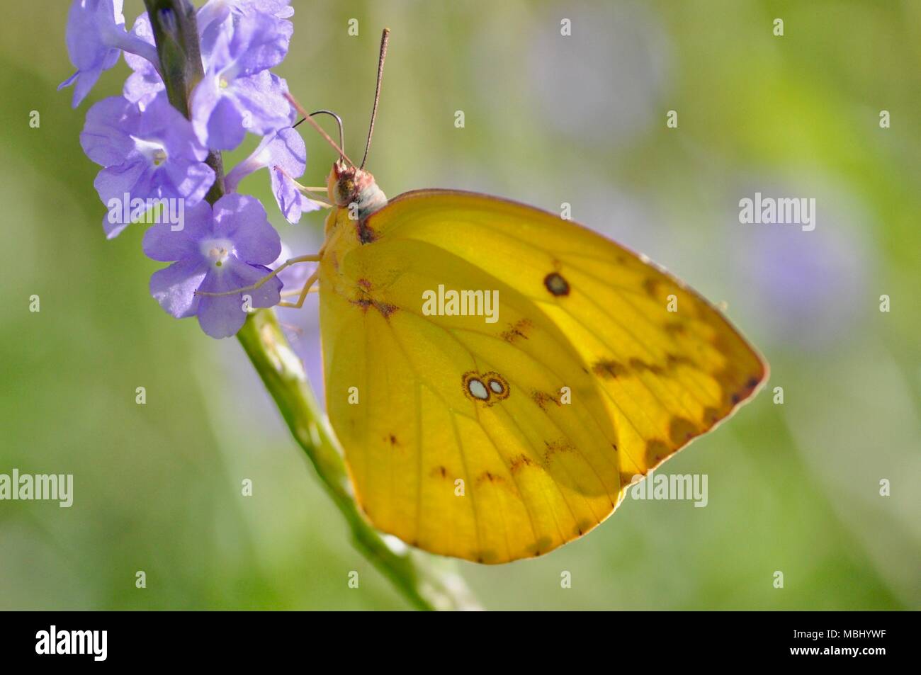 Catopsilia sp giallo a farfalla per succhiare il nettare dai fiori viola, città di Townsville Common Conservation Park, Pallarenda, QLD, Australia Foto Stock