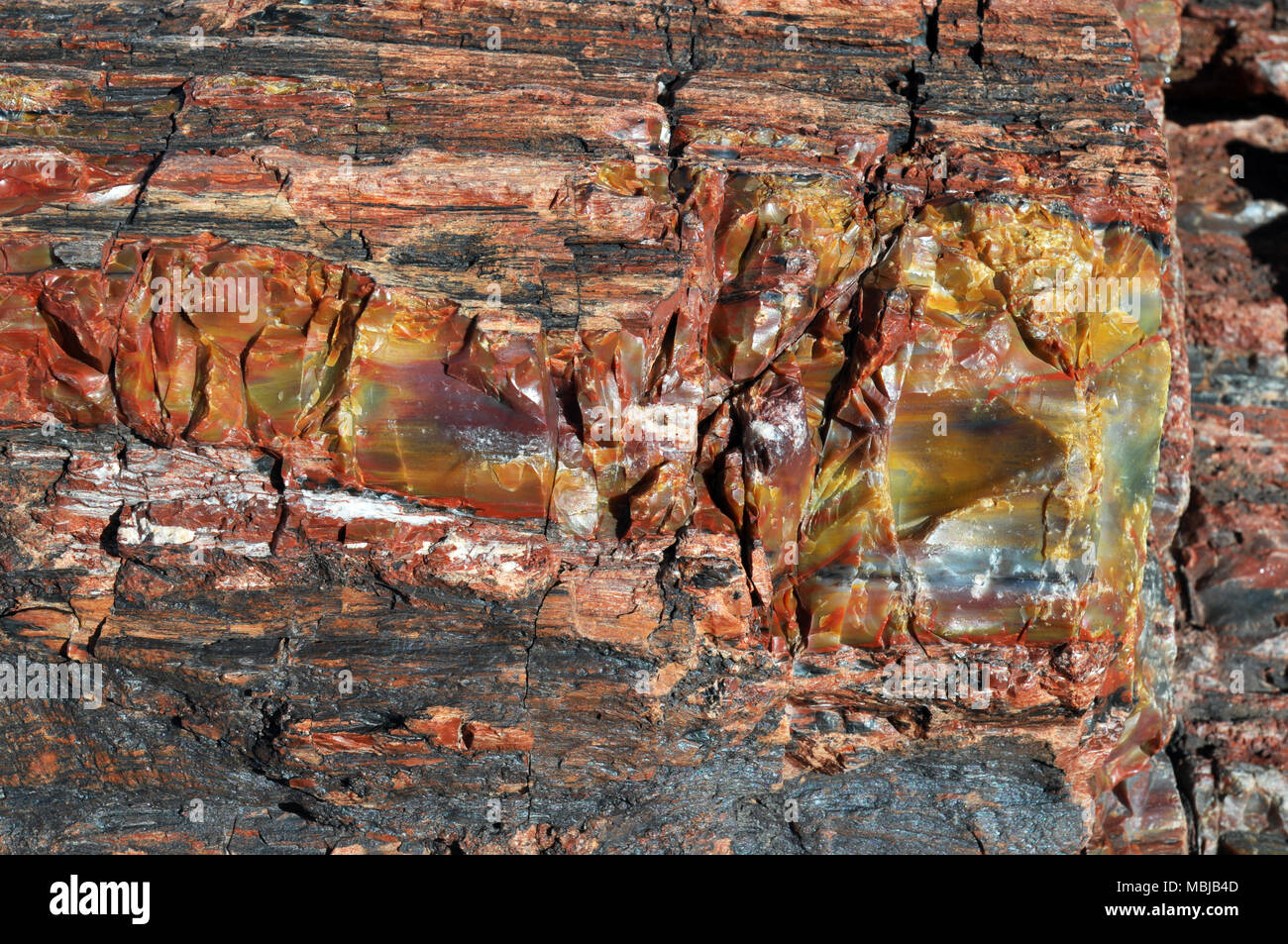 Primo piano di un colorato pezzo di legno pietrificato in Arizona. La questione organica nel registro è stato gradualmente sostituito da minerali di milioni di anni fa. Foto Stock
