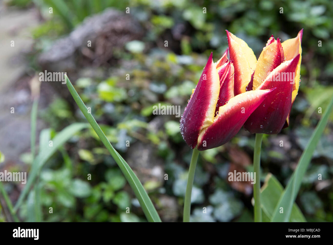 Due rosso e tulipani gialli in un giorno di pioggia, soggetto e concentrarsi sulla destra Foto Stock
