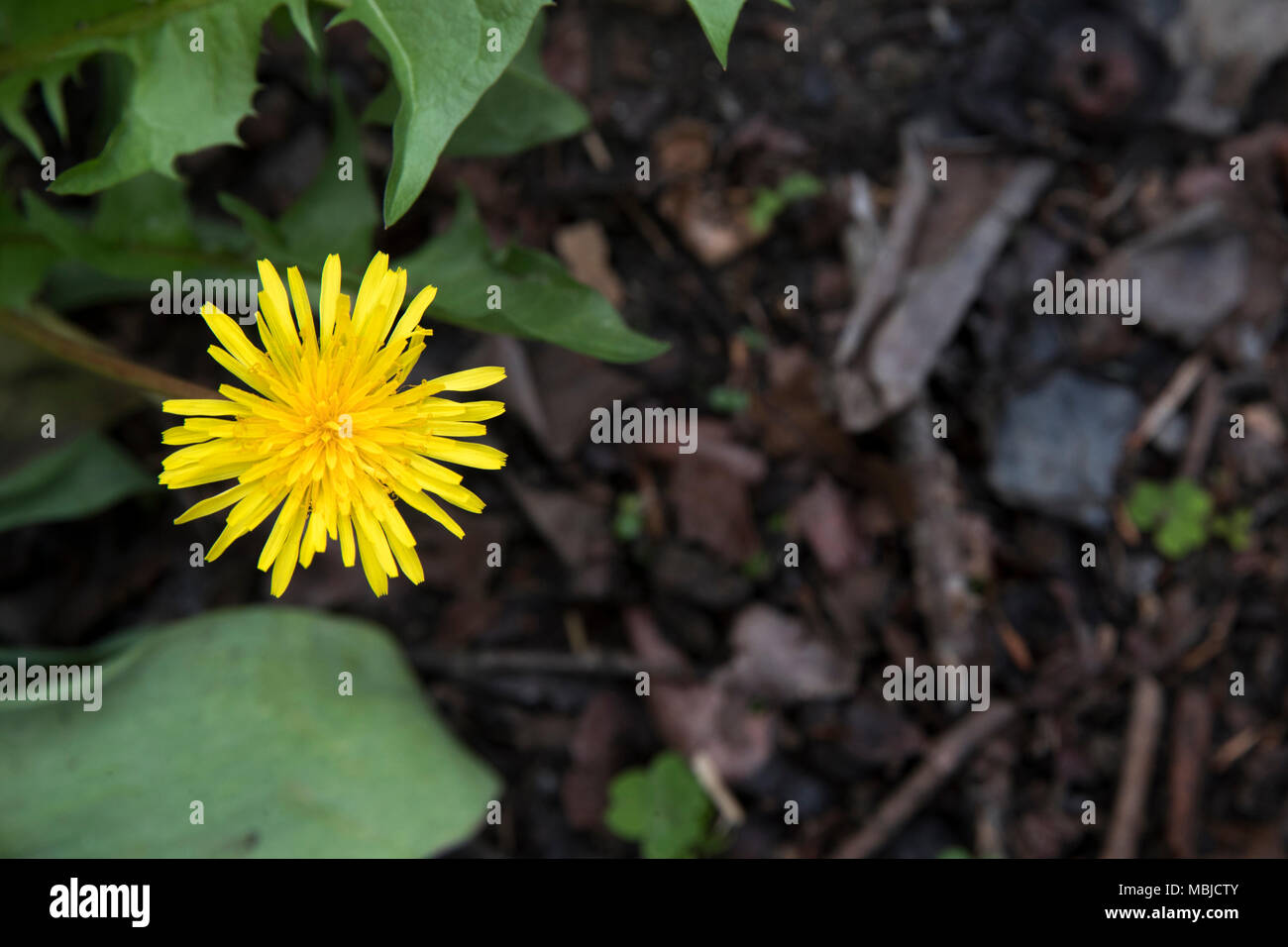 Primo piano di un giallo fiori di tarassaco nei boschi con soggetti e focuson sinistra Foto Stock
