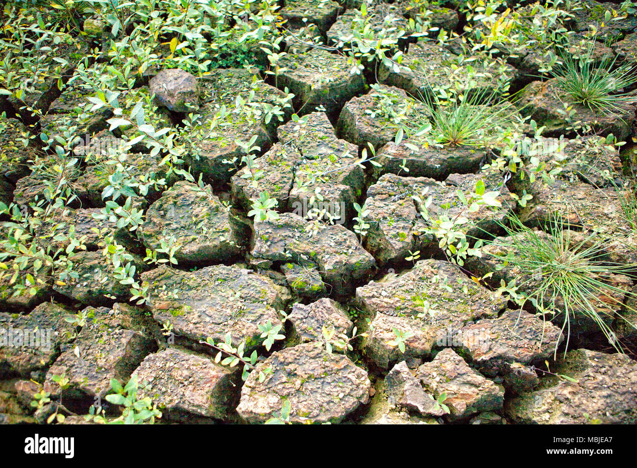 Il Lac de Guerlédan deve essere scaricata tra aprile e novembre 2015, Côtes-d'Armor, Brittany, Francia. Foto Stock