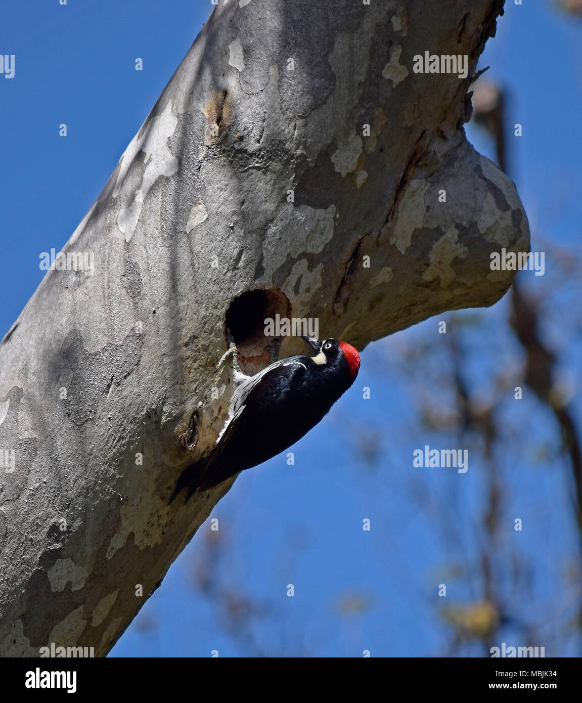 Acorn picchio rosso maggiore in corrispondenza del suo foro di nido in un albero. Sunol deserto regionale, California, Foto Stock