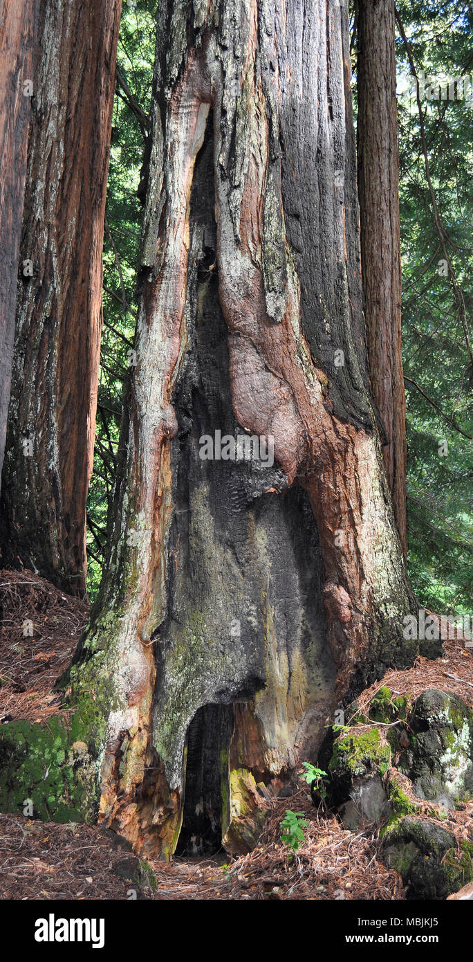 Danni al fuoco, alberi di sequoie della costa, sempervirens di Sequoia. Big Basin Redwoods, Santa Cruz Mountains, California Foto Stock