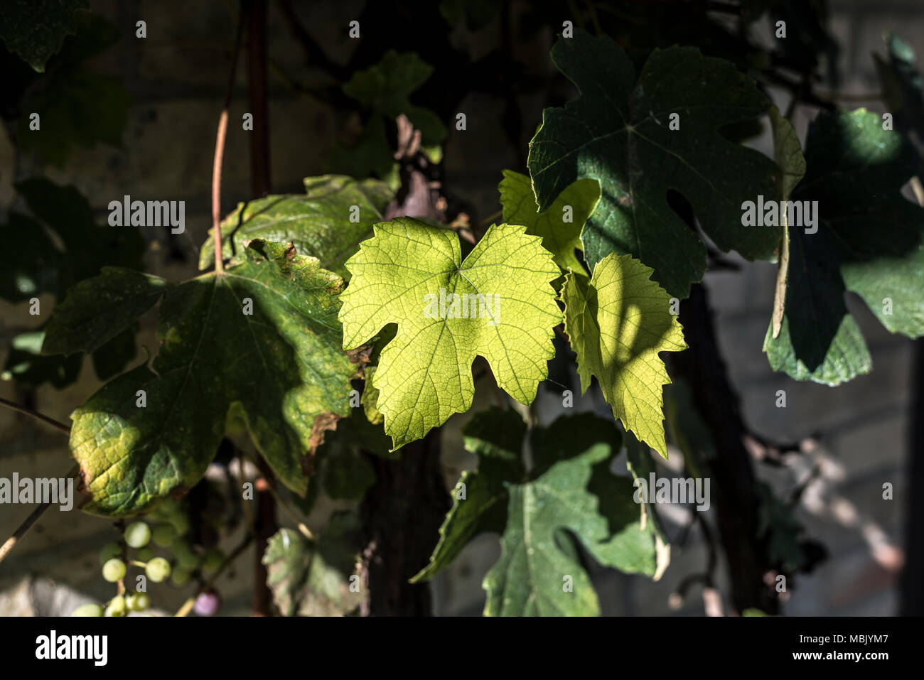 Verde foglia grapevine close up Foto Stock