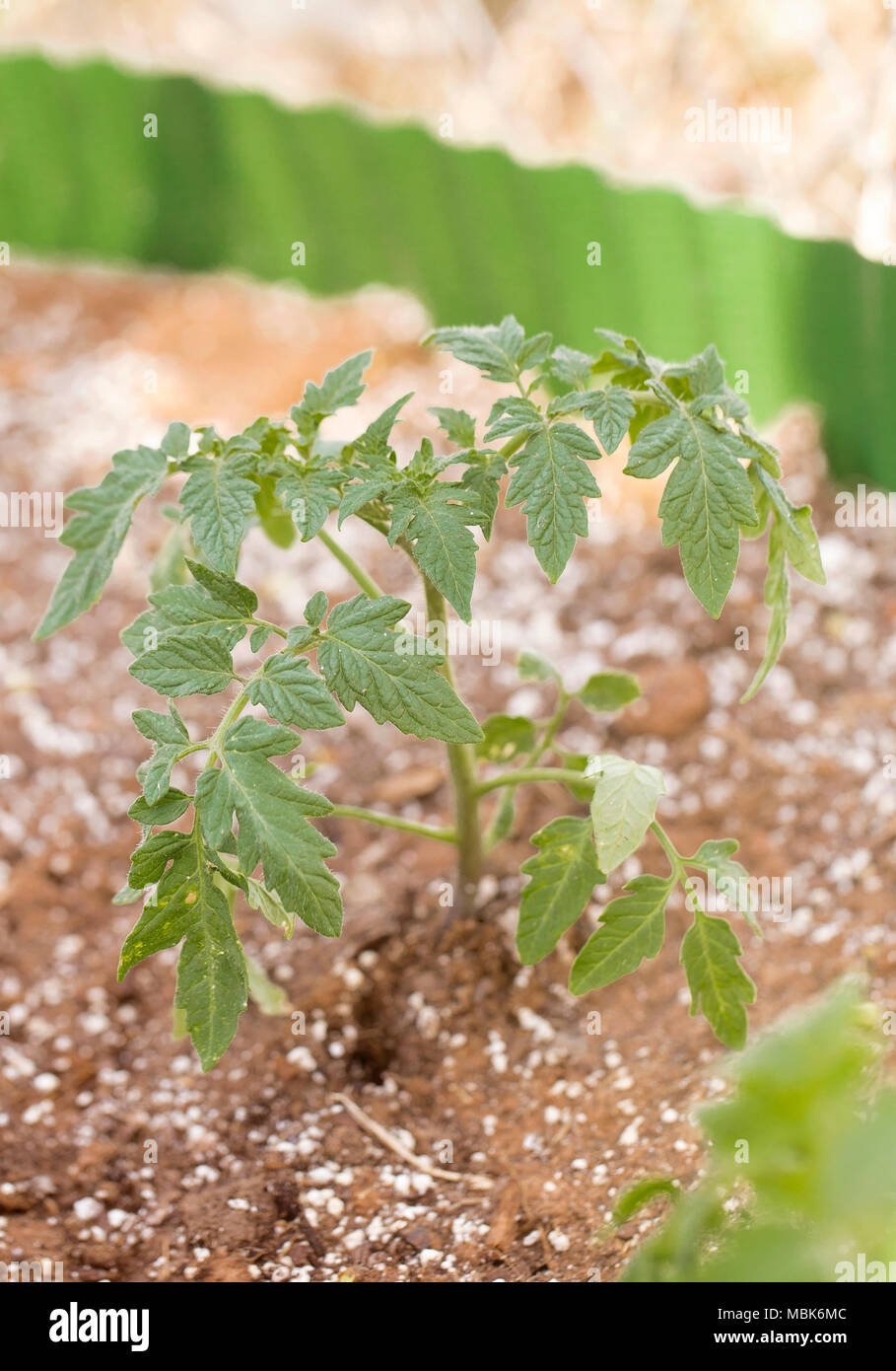 Pianta di pomodoro appena Transplated all'aperto Foto Stock