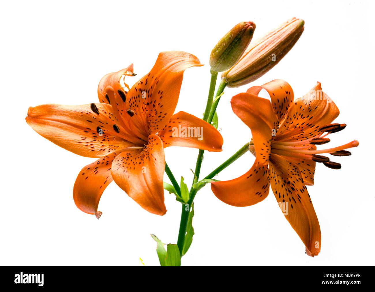 Giglio rosso, Saffranslilja (Lilium bulbiferum croceum var) Foto Stock