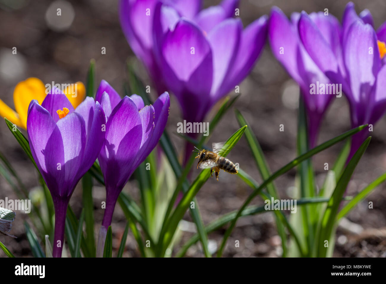 La molla Crocus, Vårkrokus (crocus vernus) Foto Stock