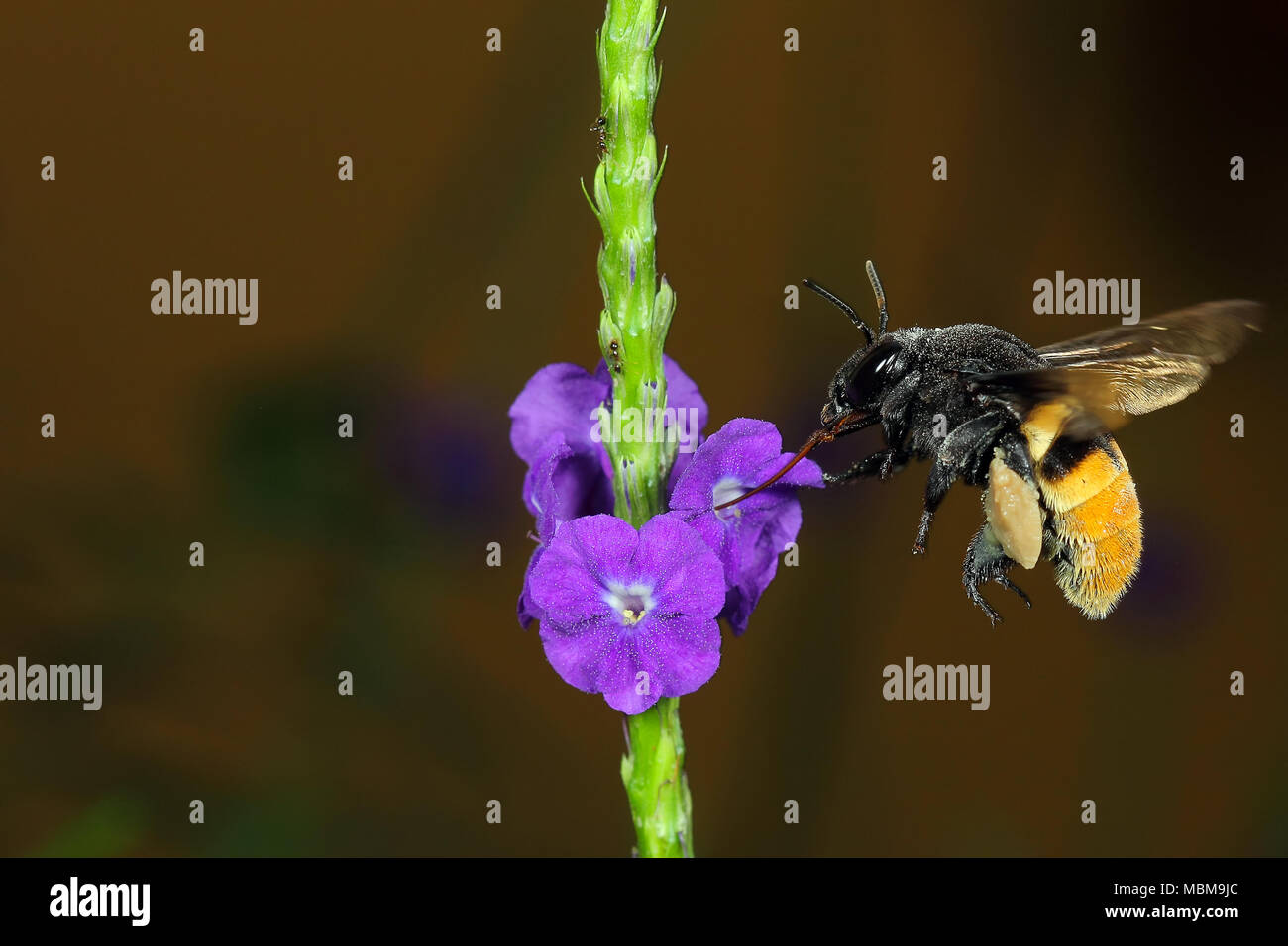 Eulaema cingulata (Fabricius) - Hymenoptera Apidae: Foto Stock