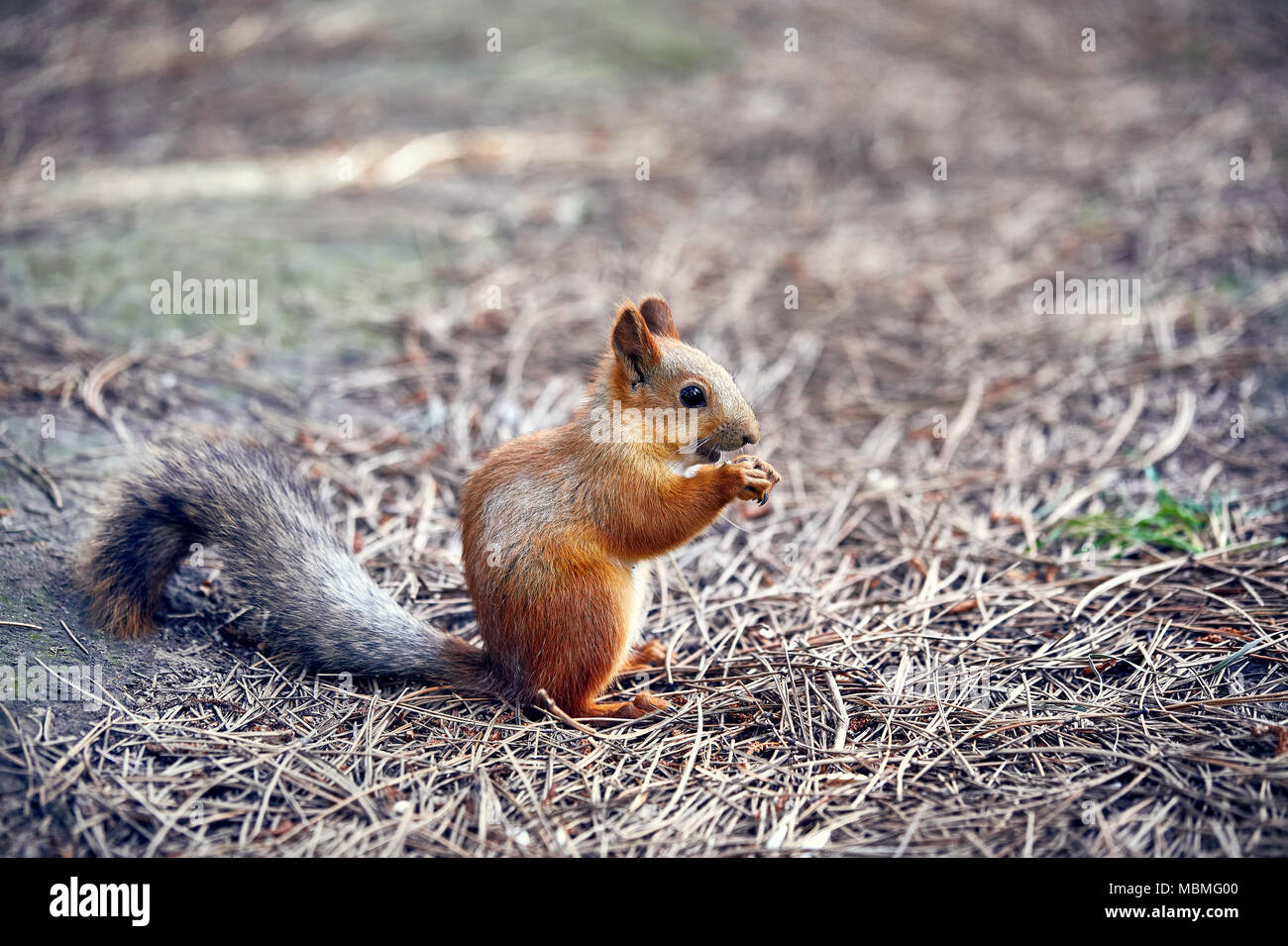 Scoiattolo rosso mangiare semi di girasole nel parco della città Foto Stock
