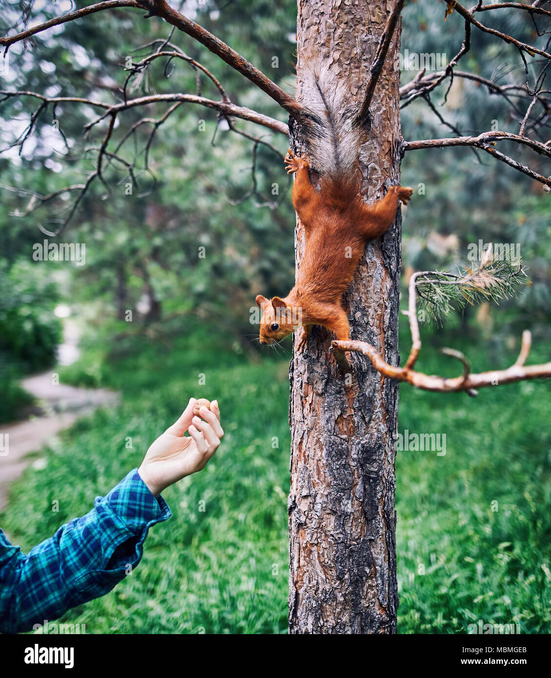 Donna mano nella camicia verde con il dado di alimentazione scoiattolo curioso in pineta Foto Stock