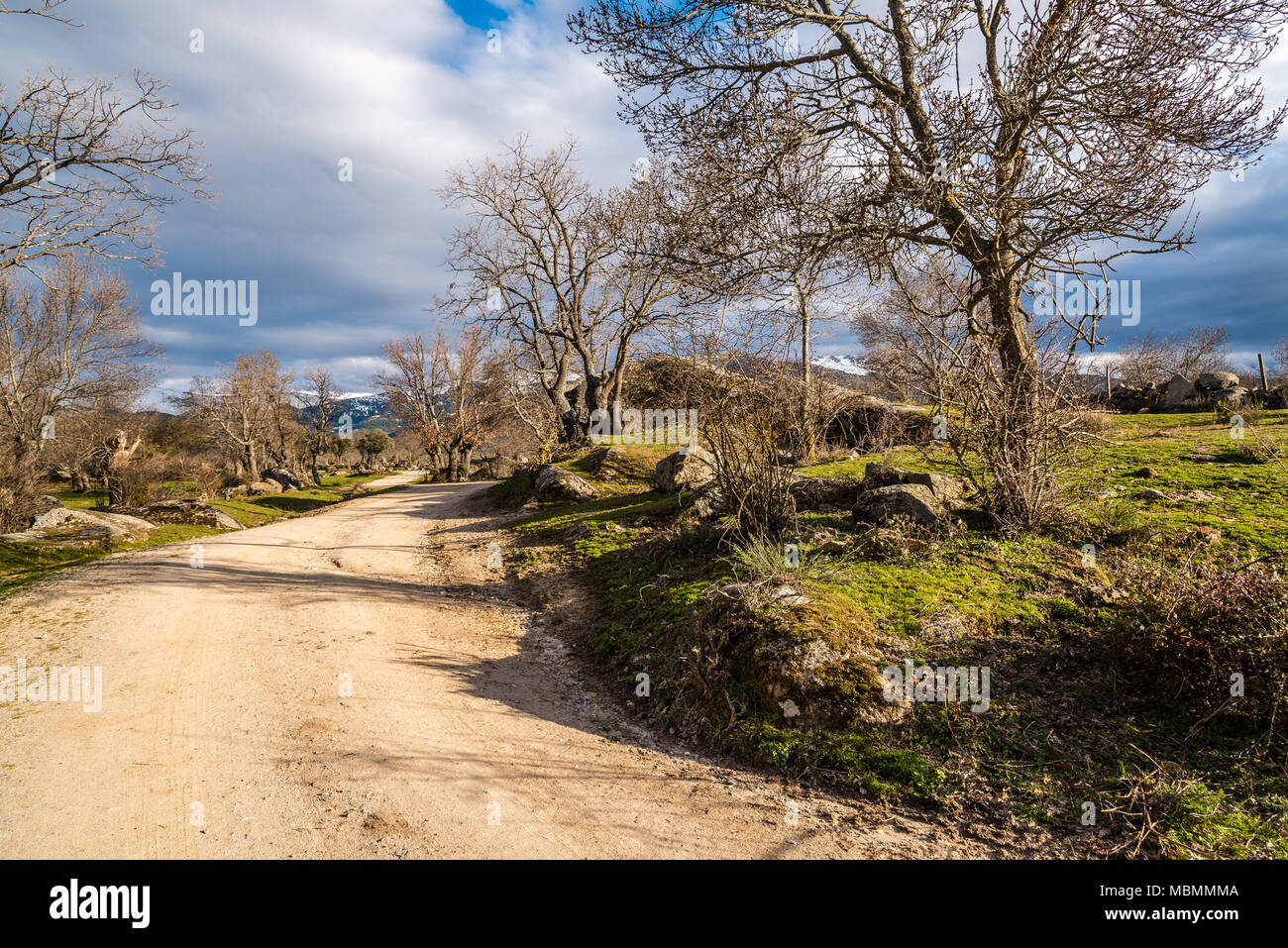 Paesaggio con erba verde, alberi, rocce e Snow capped montuosa contro il cielo blu con nuvole bianche su strada e nuvole Foto Stock