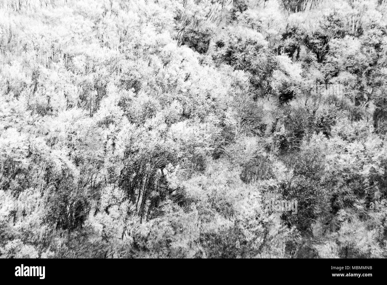 Vista aerea di alberi coperti di neve in una foresta, sul lato di monte Subasio (Umbria), la creazione di un tipo di tessitura astratta Foto Stock