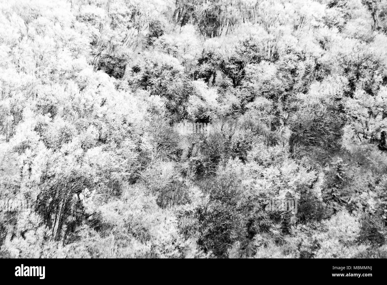 Vista aerea di alberi coperti di neve in una foresta, sul lato di monte Subasio (Umbria), la creazione di un tipo di tessitura astratta Foto Stock