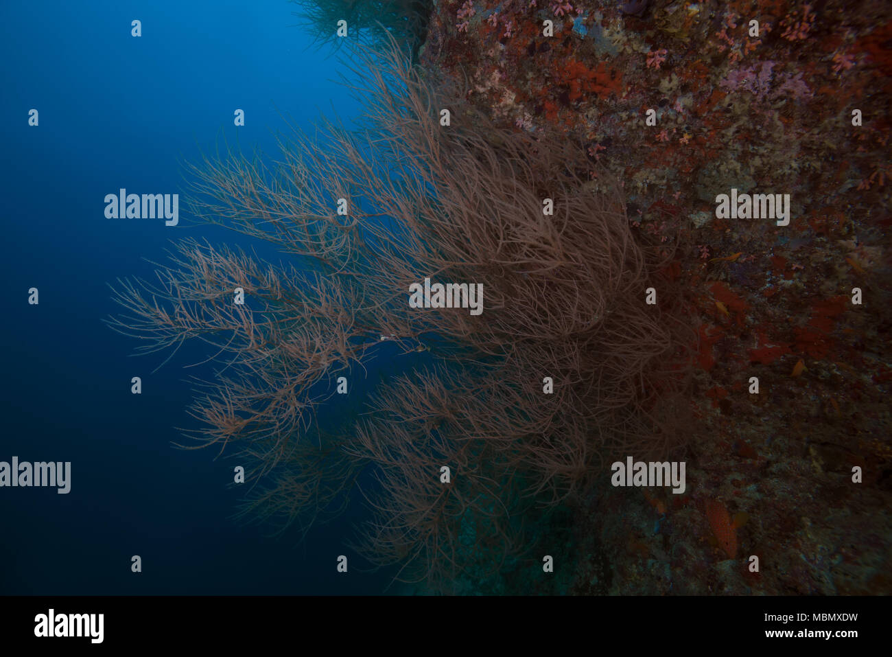 Corallo nero (Antipathes dichotoma) Foto Stock