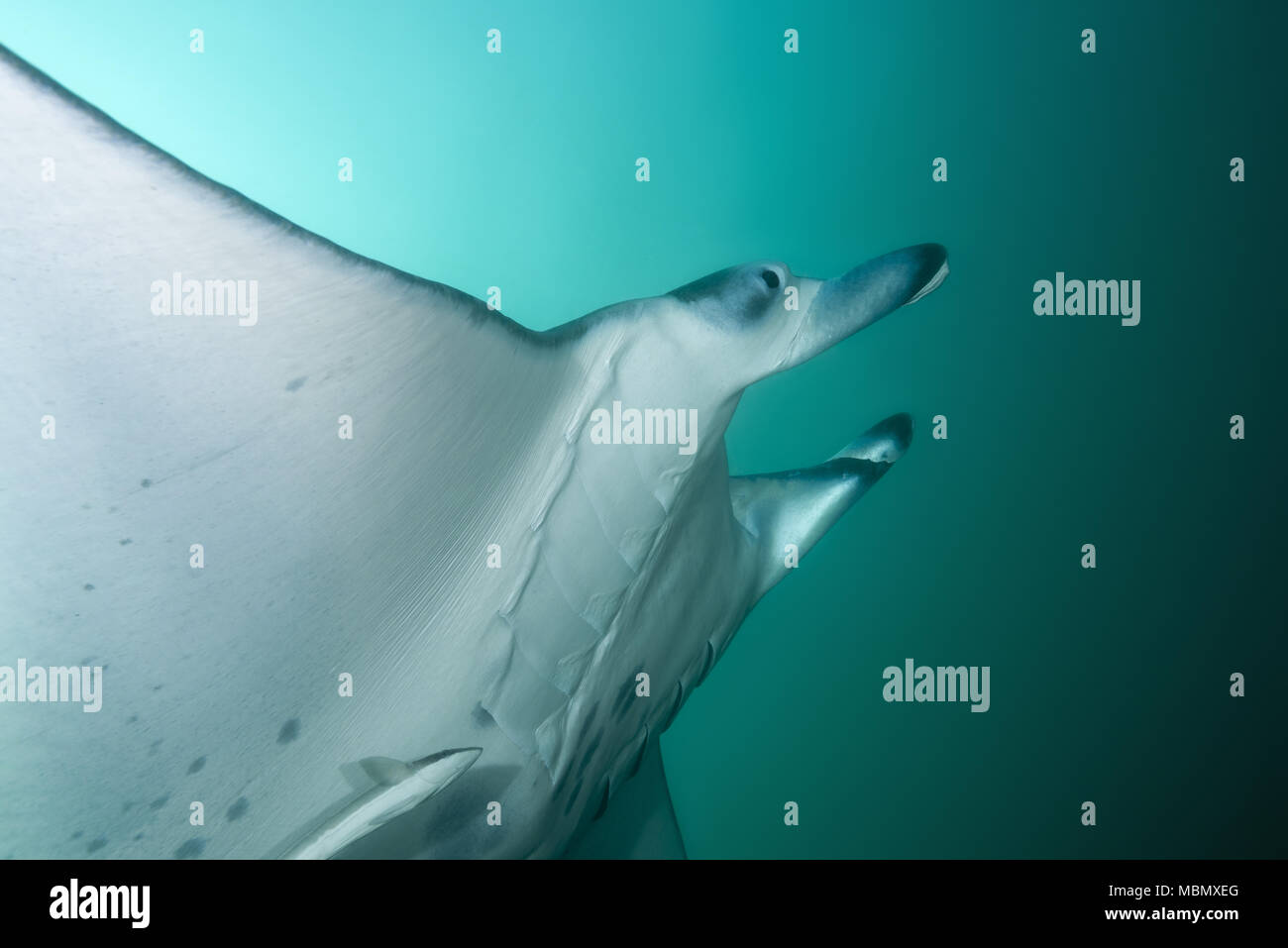 Reef Manta Ray (Mobula alfredi, Manta alfredi ) nuotare nelle acque blu Foto Stock