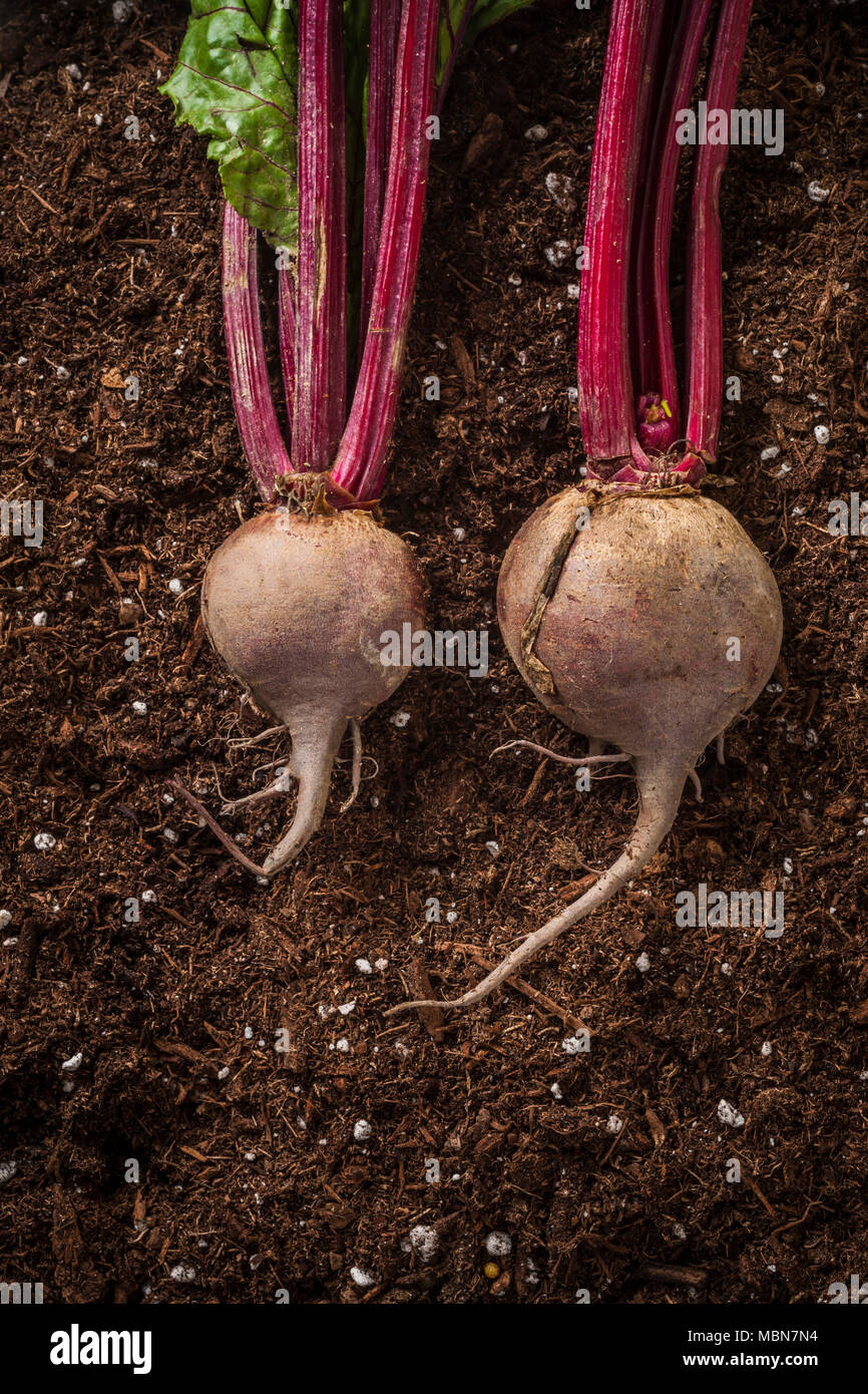 Studio nature morte di bietole su una ruvida sfondo di legno. Foto Stock