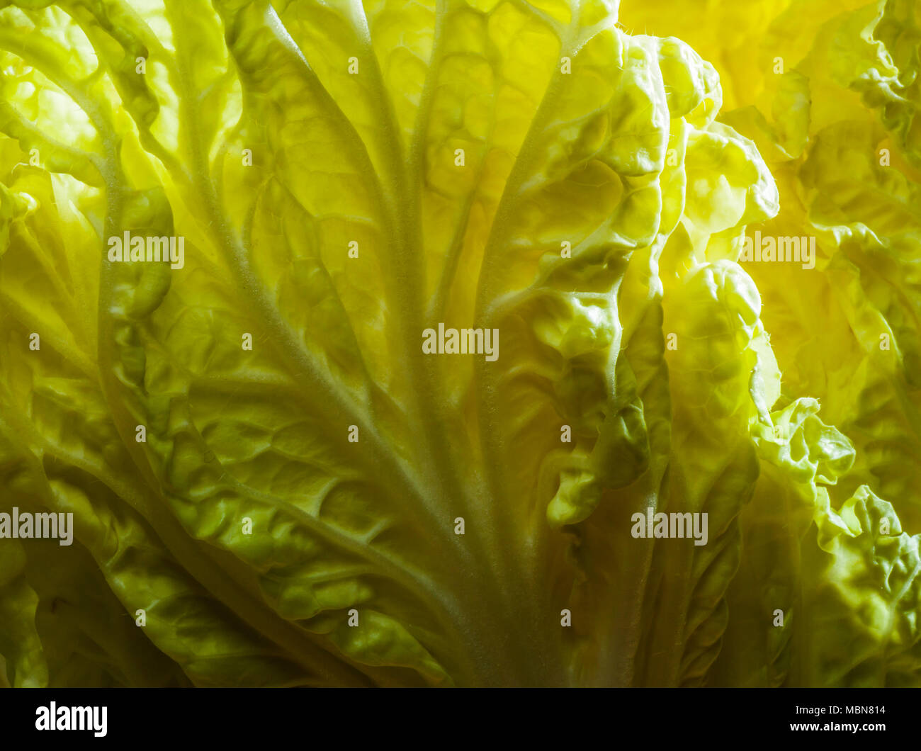 Studio nature morte di una testa di cinesi Cavoli. Foto Stock