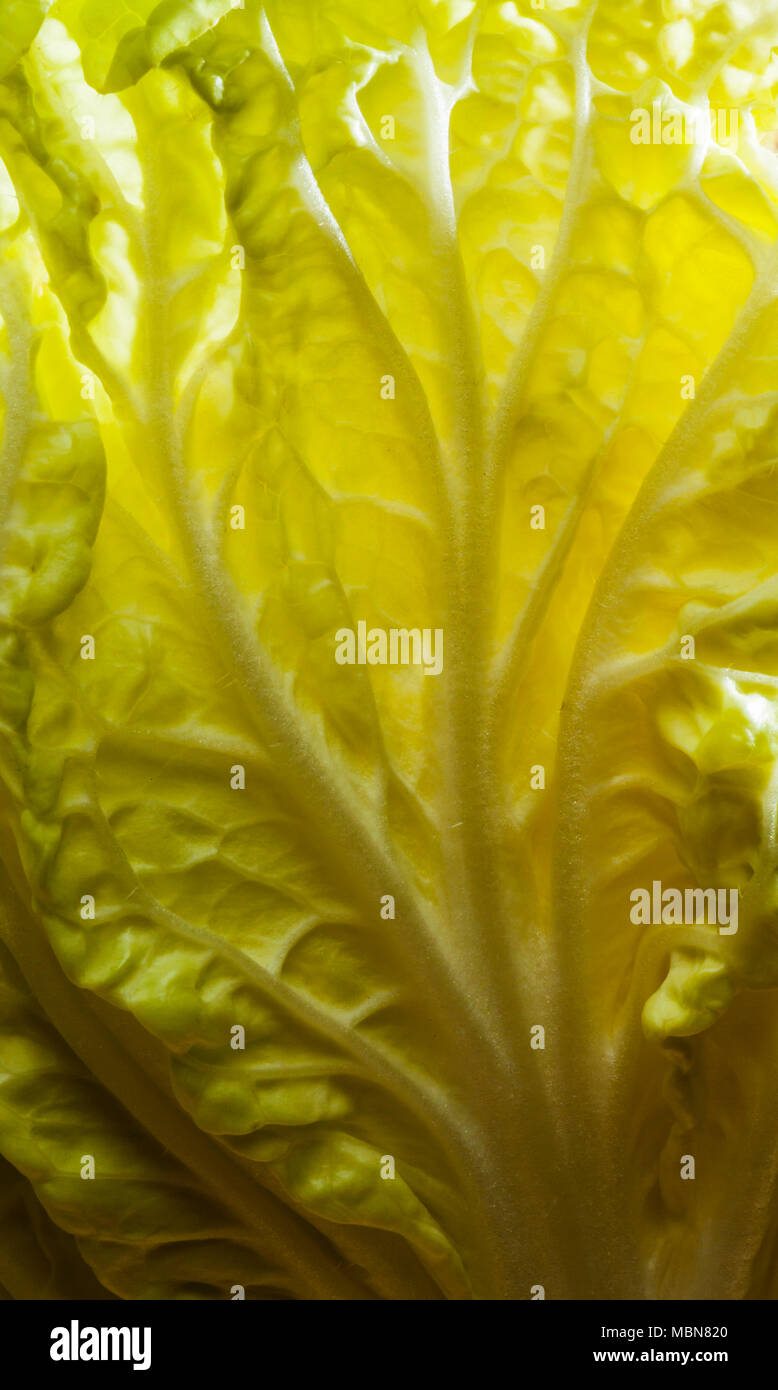 Studio nature morte di una testa di cavolo cinese. Foto Stock