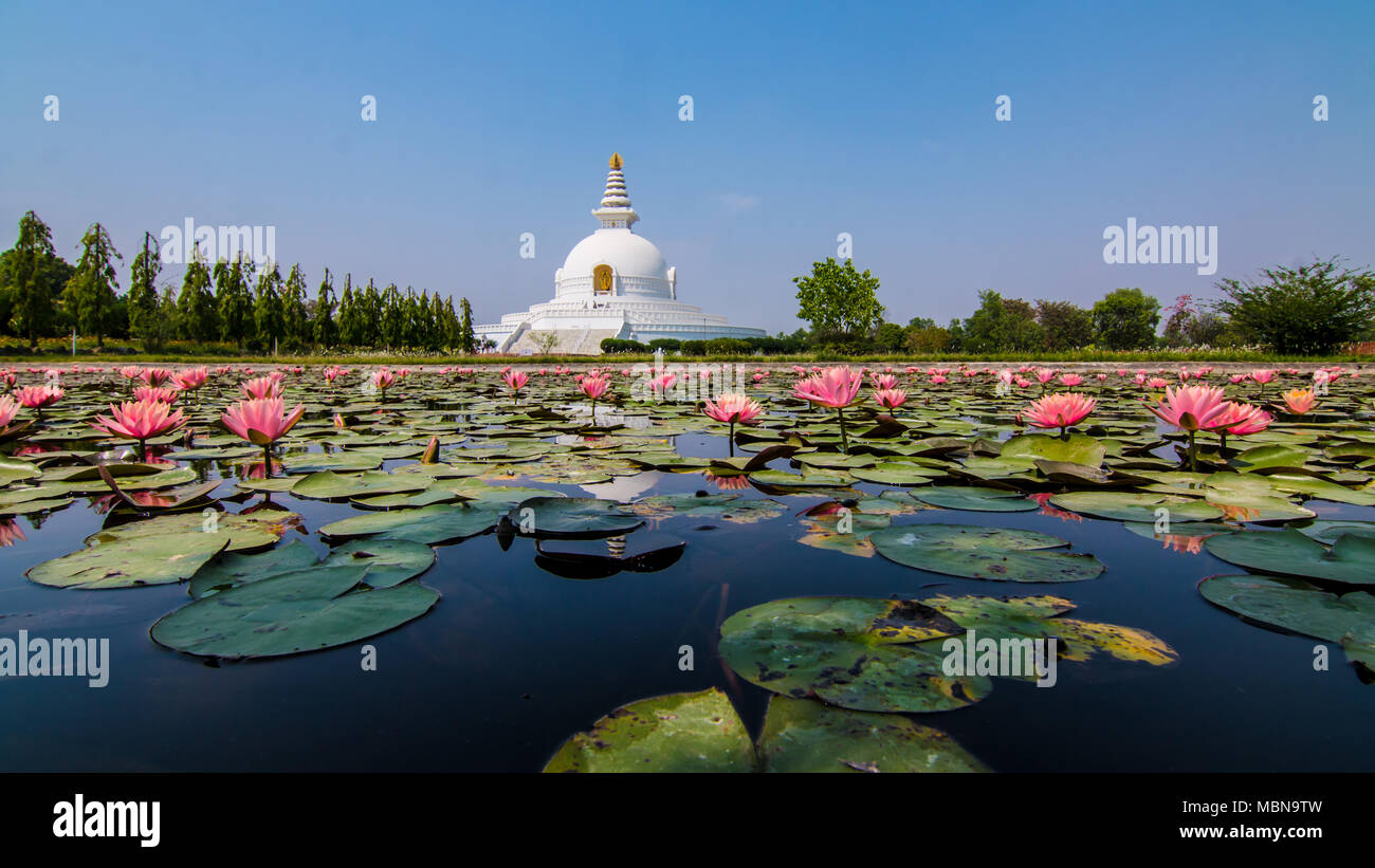 La pace mondiale Pagoda - Lumbini, il Nepal Foto Stock