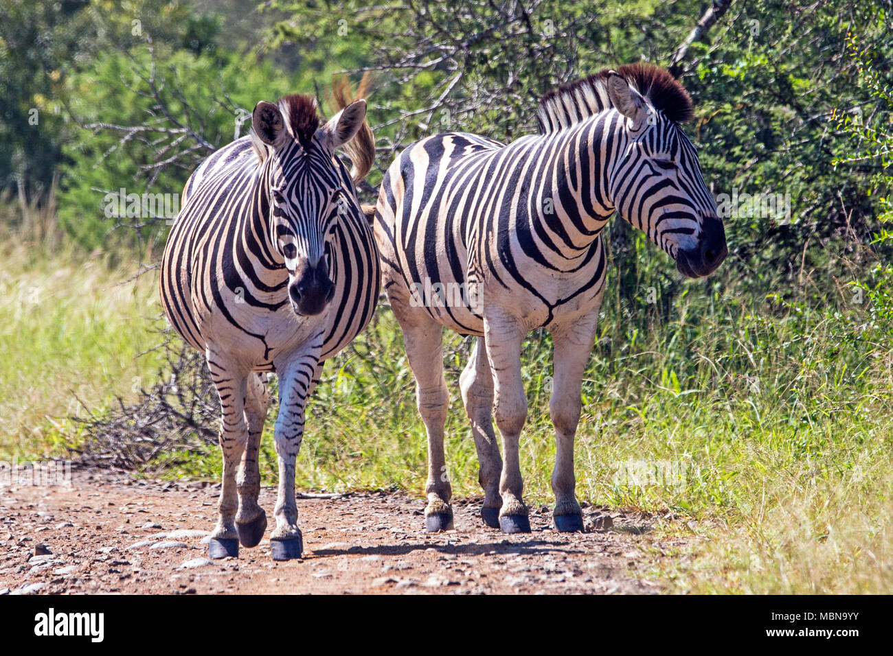 Due wild Zebra su strada sterrata in macchia naturale paesaggio di Imfolozi Hluhluwe Game Reserve in Zululand, KwaZulu Natal, Sud Africa Foto Stock