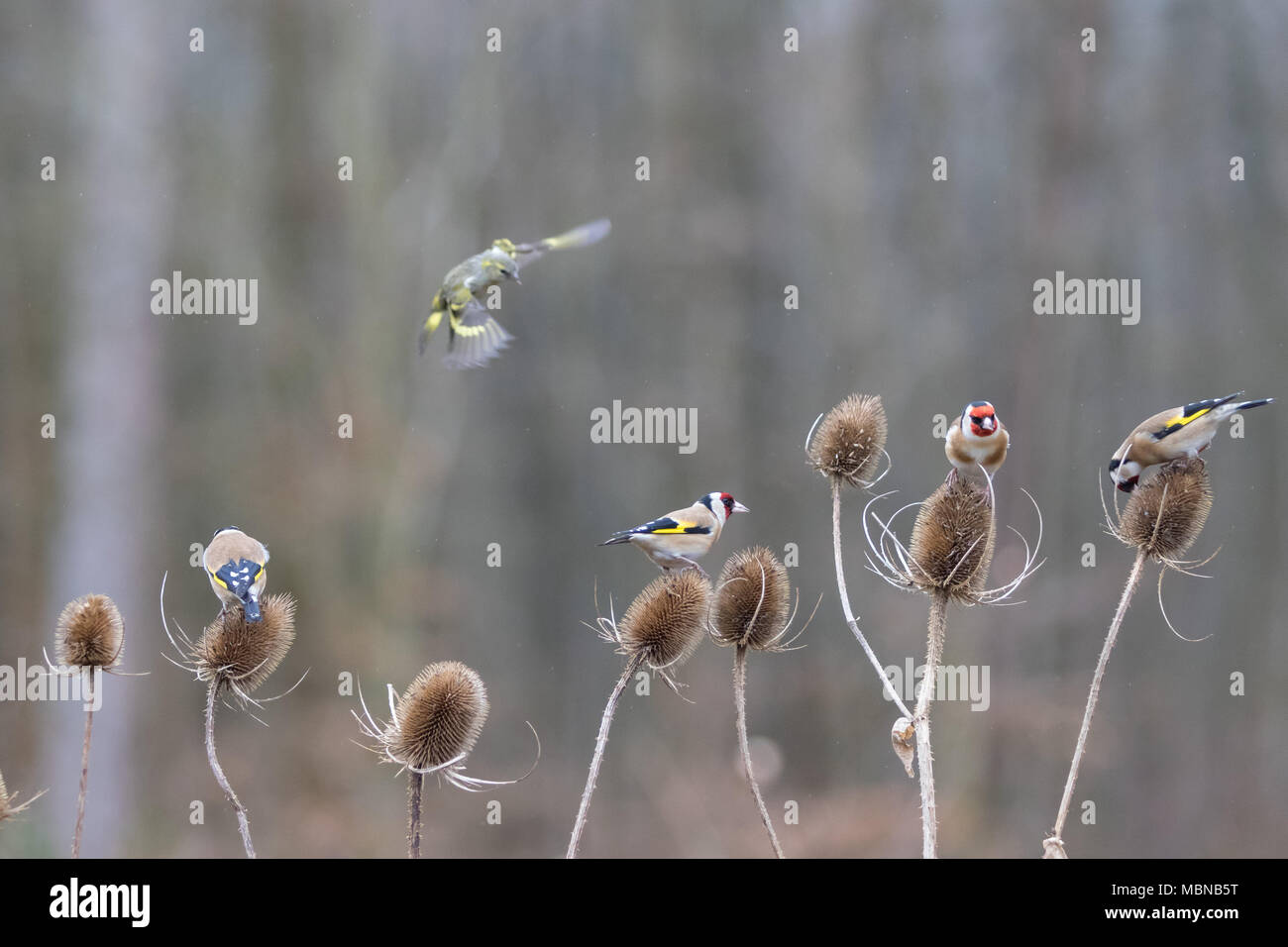 Lucherino ( carduelis spinus ) e il cardellino ( Carduelis carduelis ) l'alimentazione Foto Stock