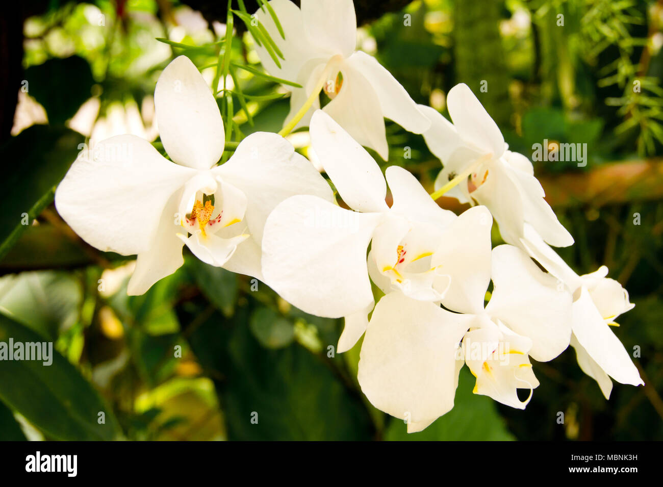 White Orchid trovati nei tropichi delle isole filippine durante il periodo estivo. Naturalmente bella fiori freschi in Asia. Foto Stock