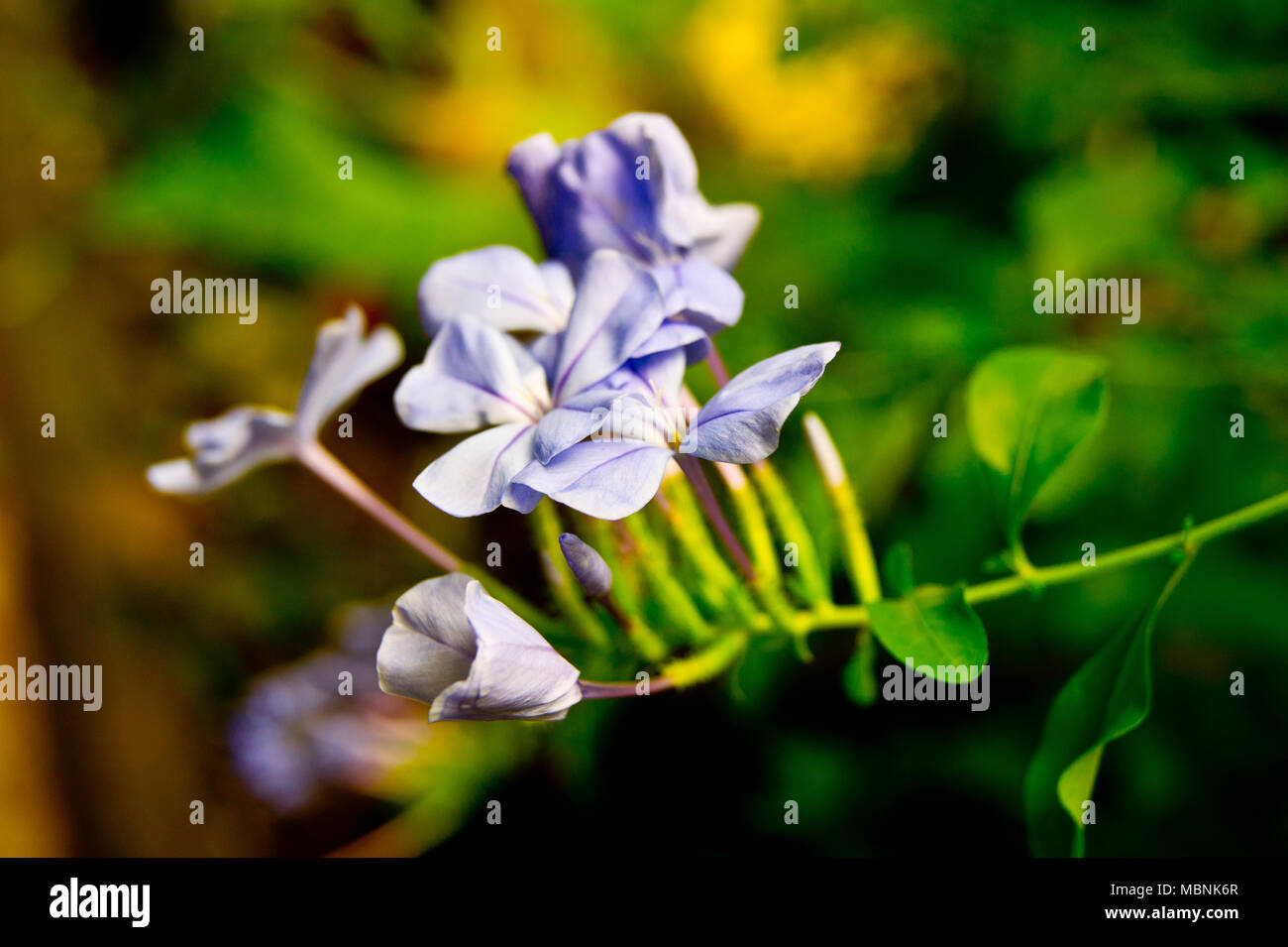 Fiore blu trovati nei tropichi delle isole filippine durante il periodo estivo. Naturalmente bella fiori freschi in Asia. Foto Stock