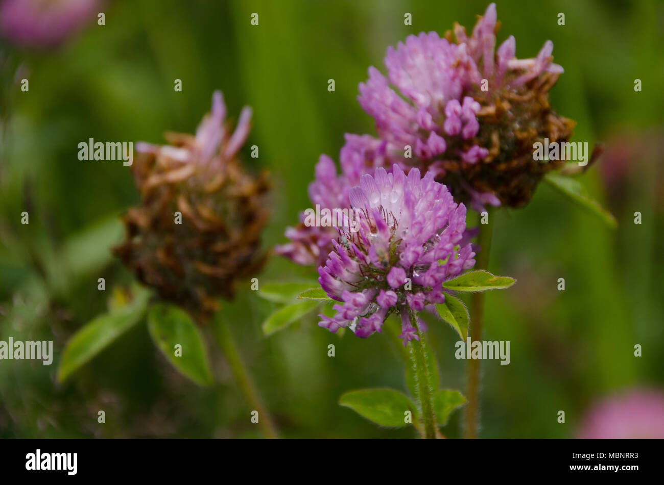 La Violetta fiori selvatici in un prato. Foto Stock