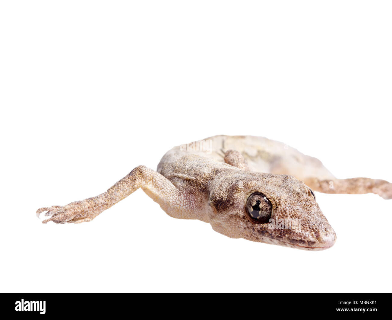 Casa lizard (Hemidactylus platyurus) isolato su sfondo bianco Foto Stock
