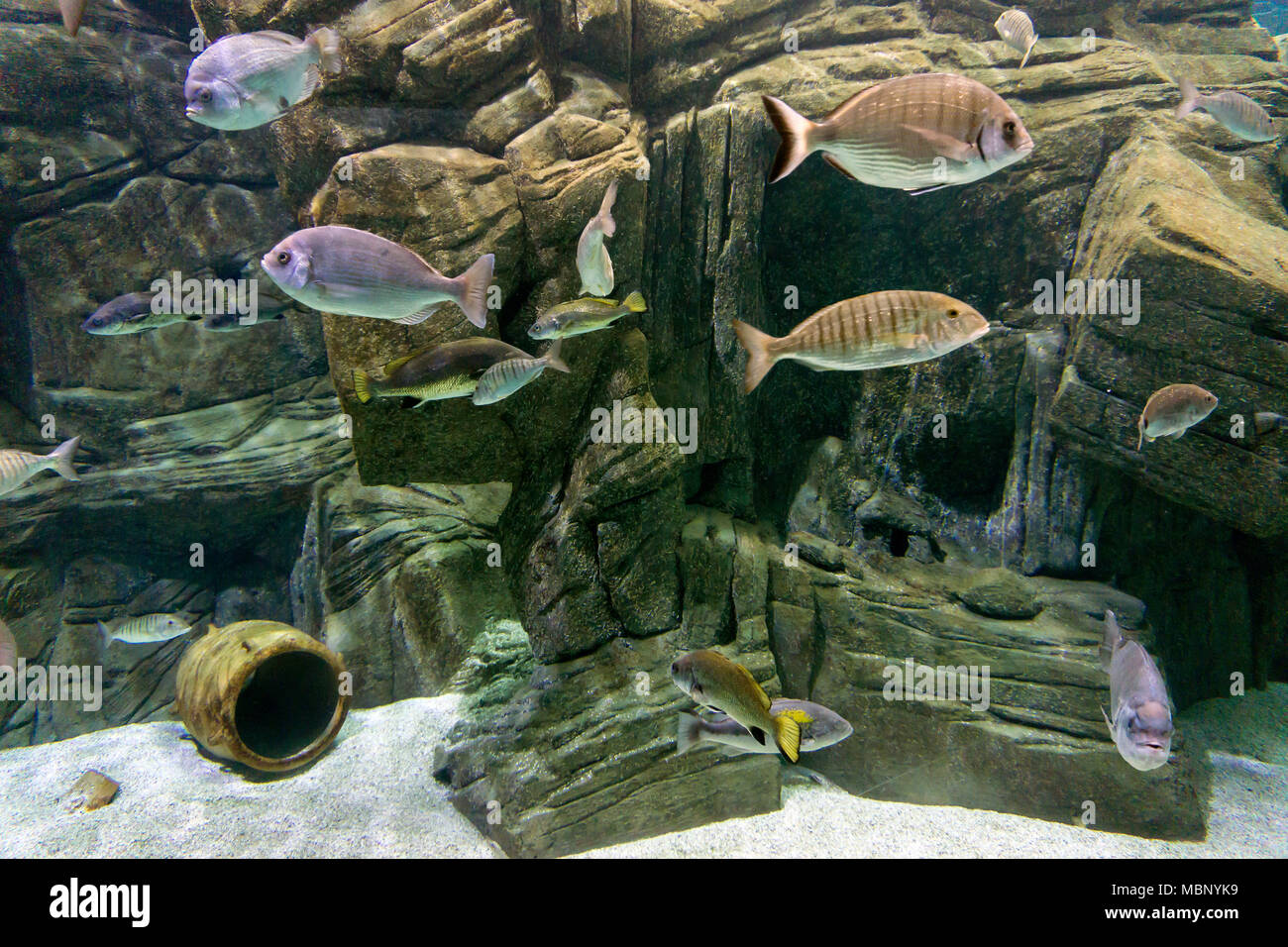 Varie specie di pesce a 'Cretaquarium' nella città di Heraklion, Creta, Grecia Foto Stock