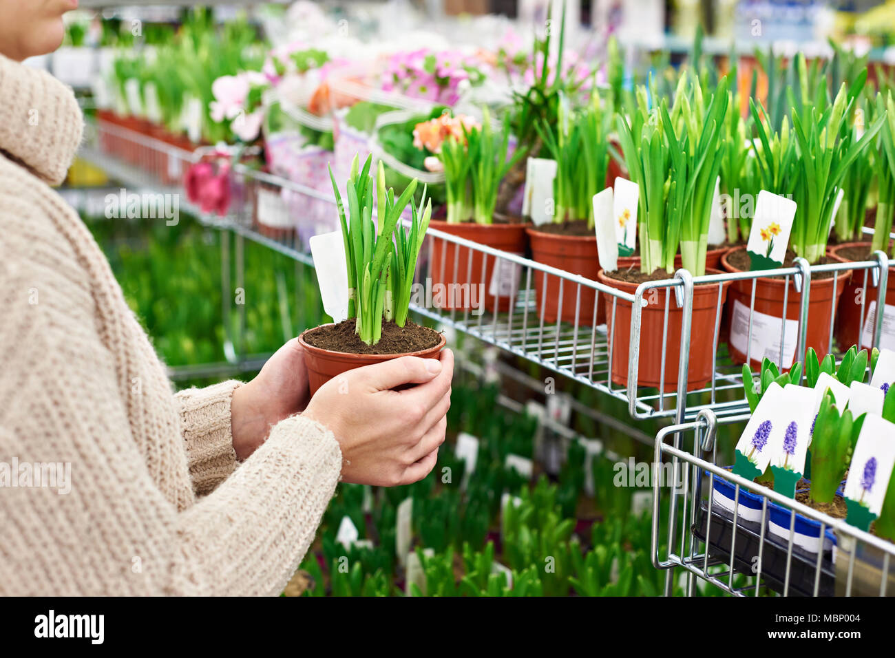 Donna compri fiori di narciso in una pentola in negozio Foto Stock