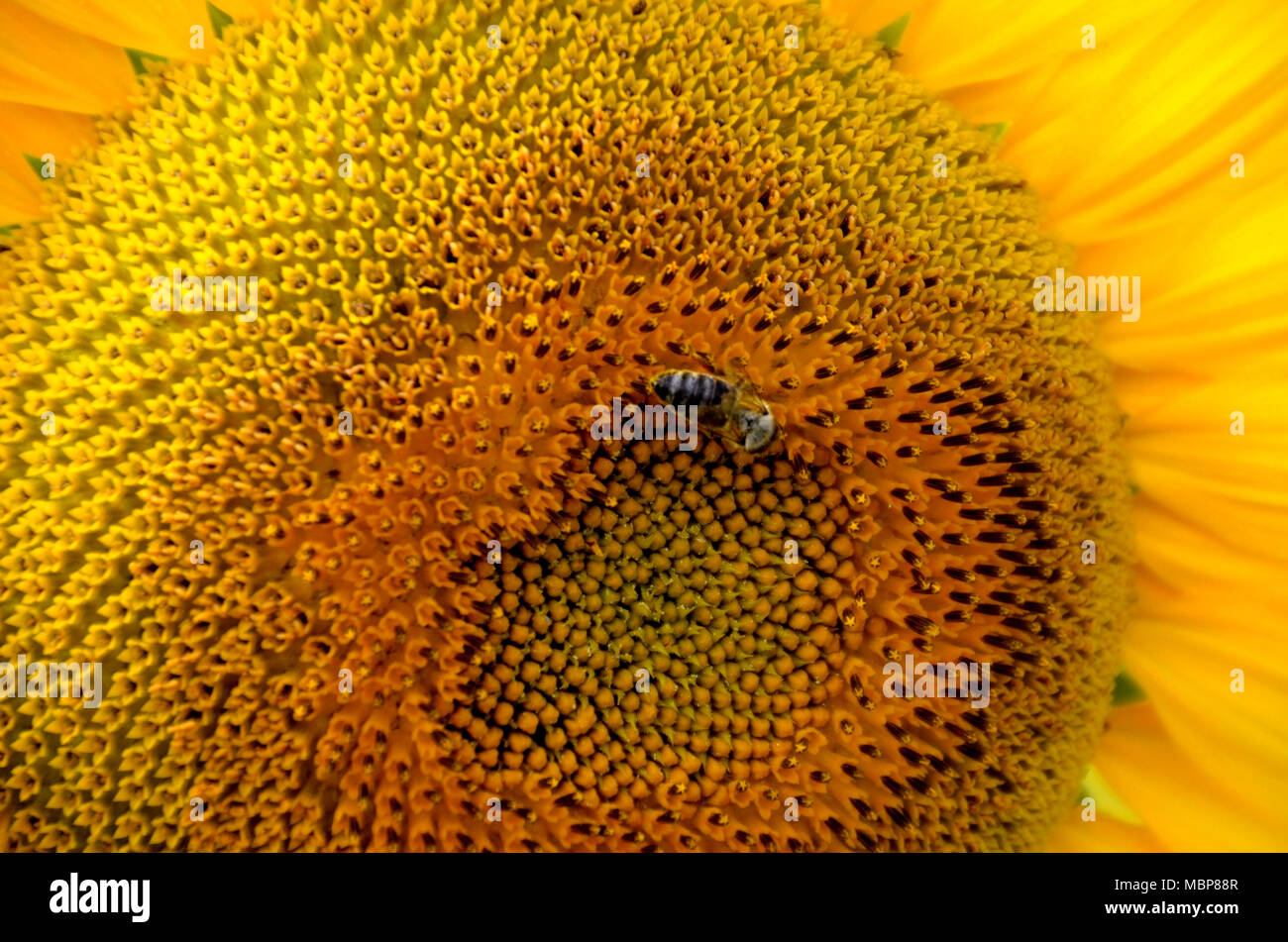 In prossimità di un grande giallo girasole con un'ape e petali, può essere utilizzato come texture di sfondo o Foto Stock